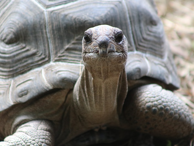 Aldabra Giant Tortoise