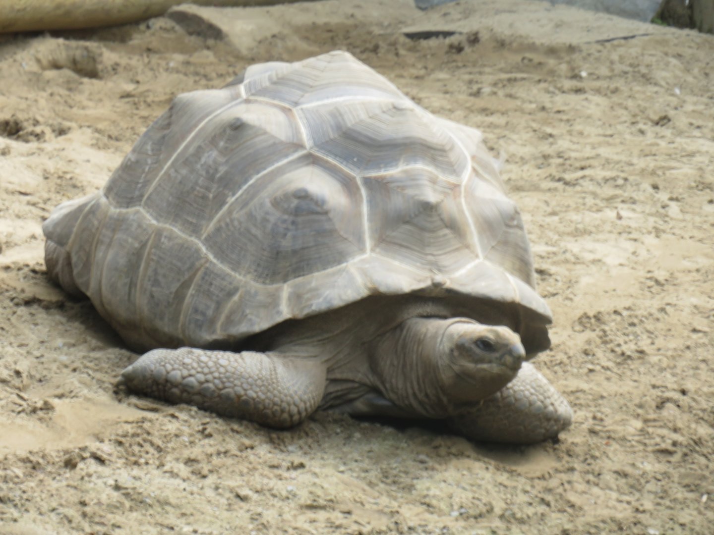 Aldabra giant tortoise