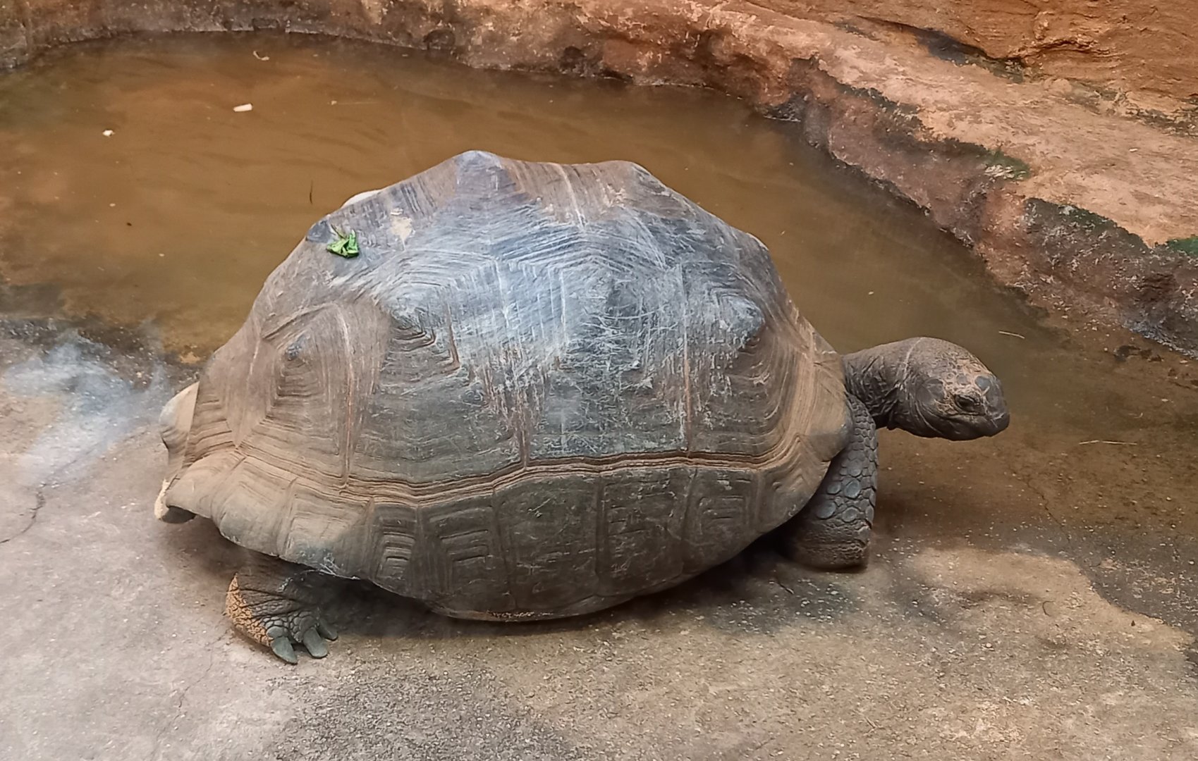 Aldabra giant tortoise