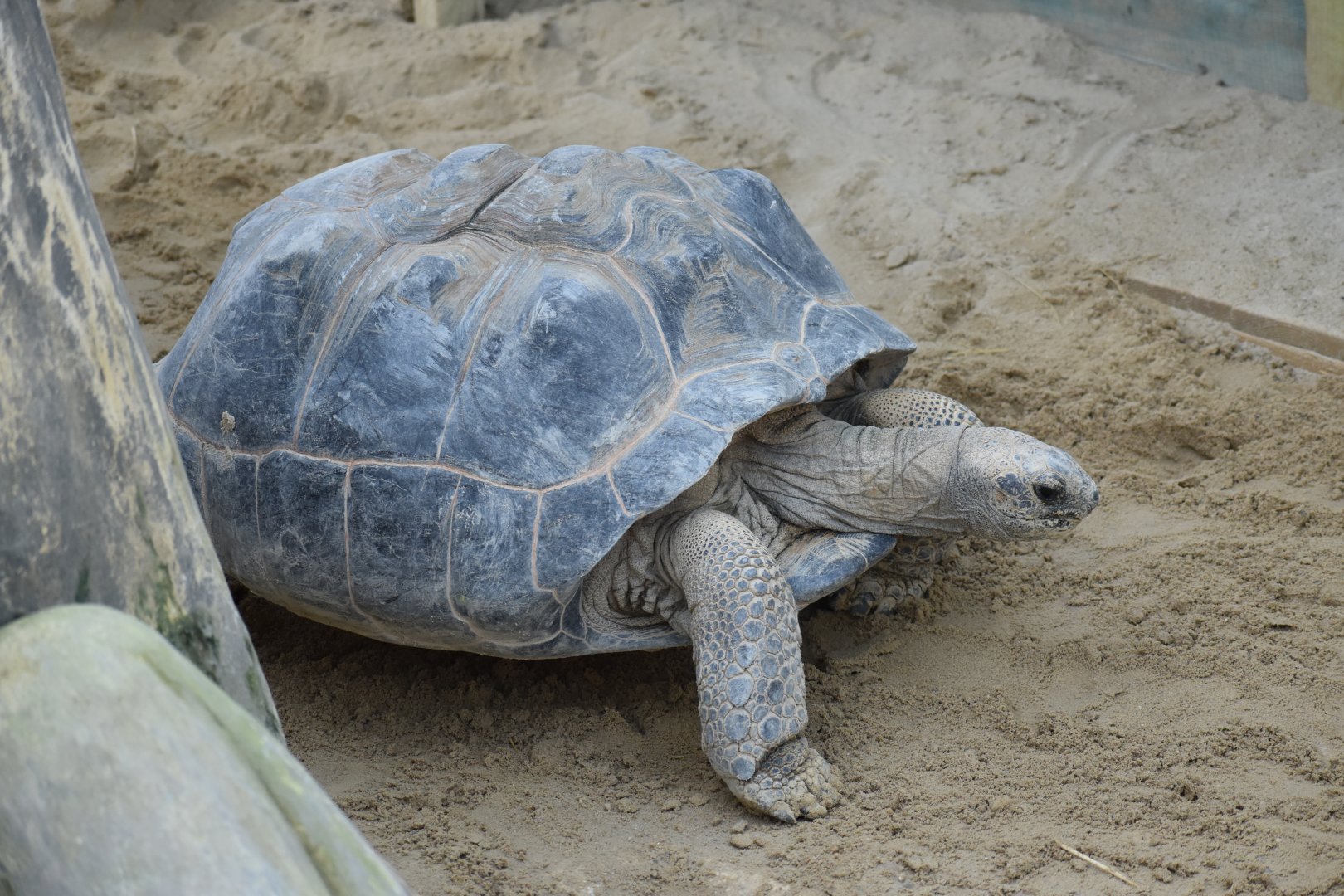 Aldabra giant tortoise