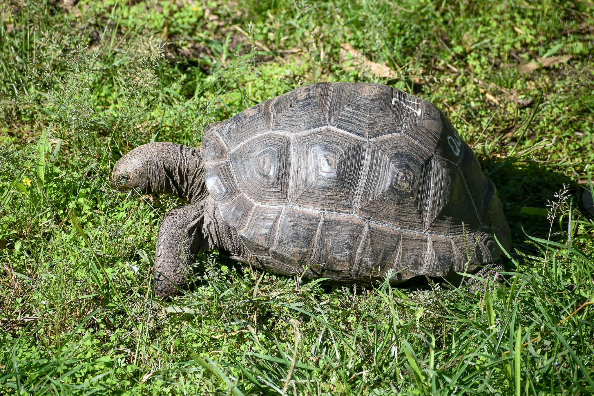 Aldabra Giant Tortoise