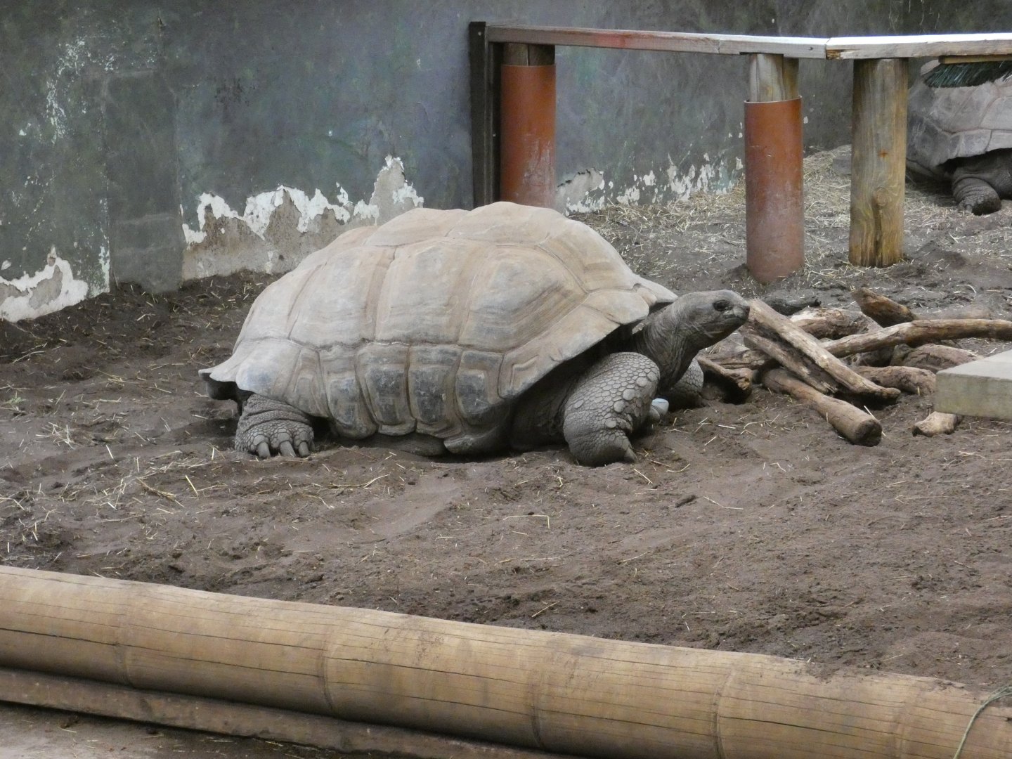 Aldabra giant tortoise