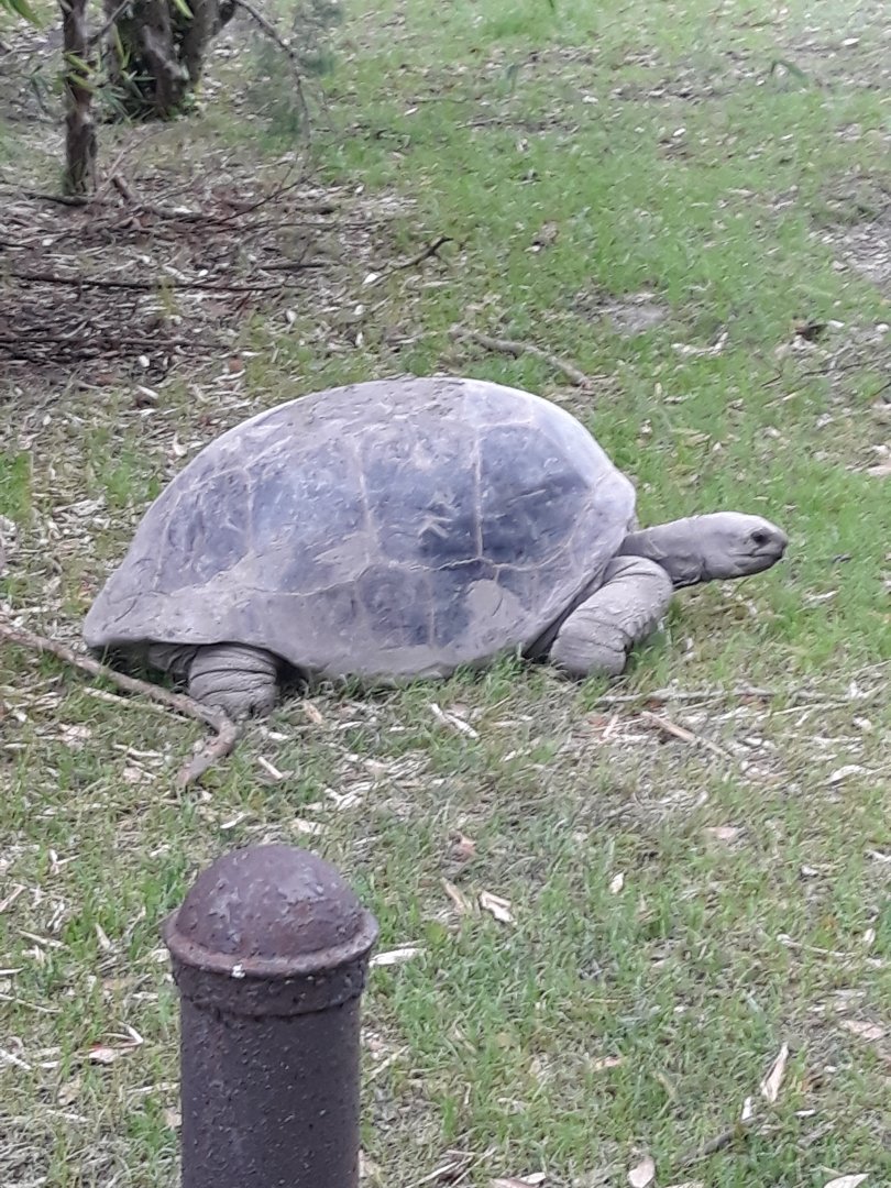 Aldabra giant tortoise