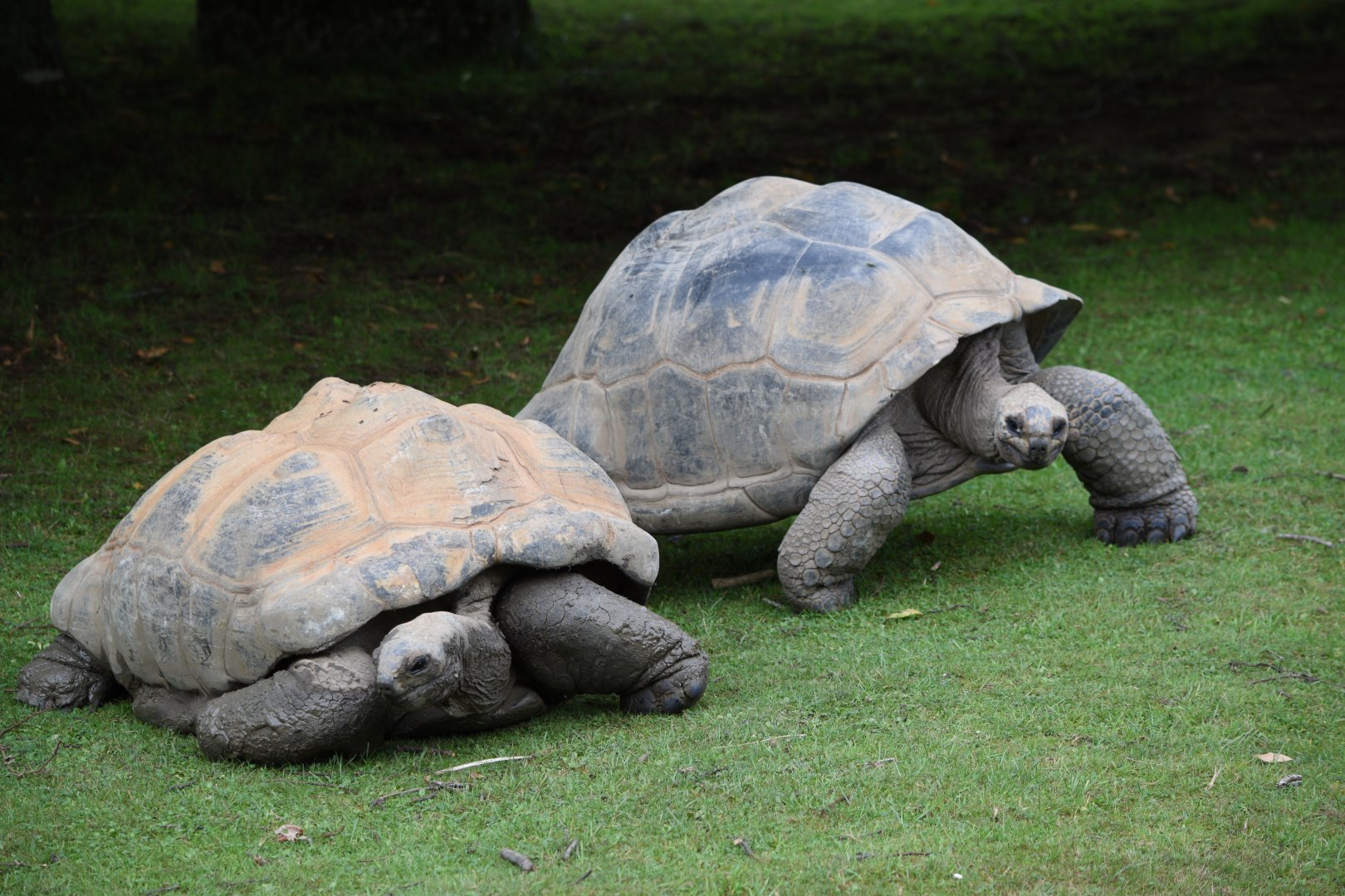 Aldabra giant tortoise