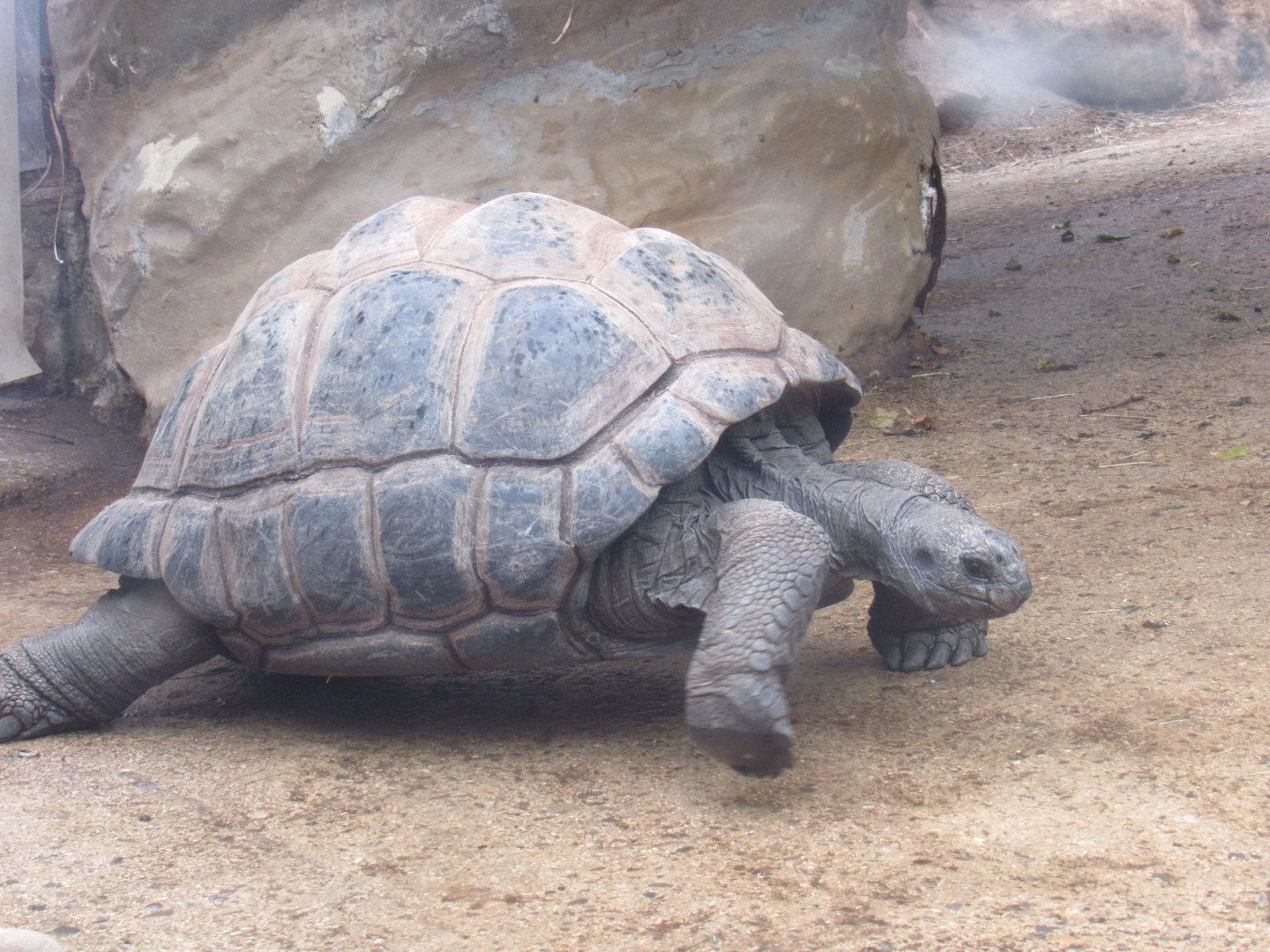 Aldabra Giant Tortoise
