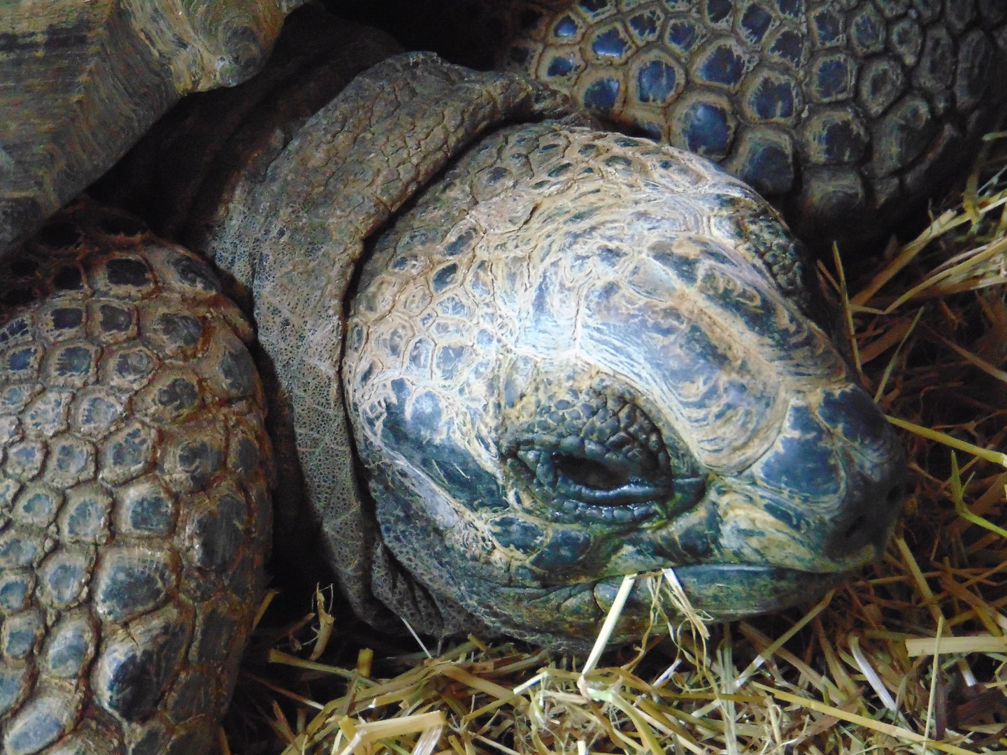 Aldabra Giant Tortoise
