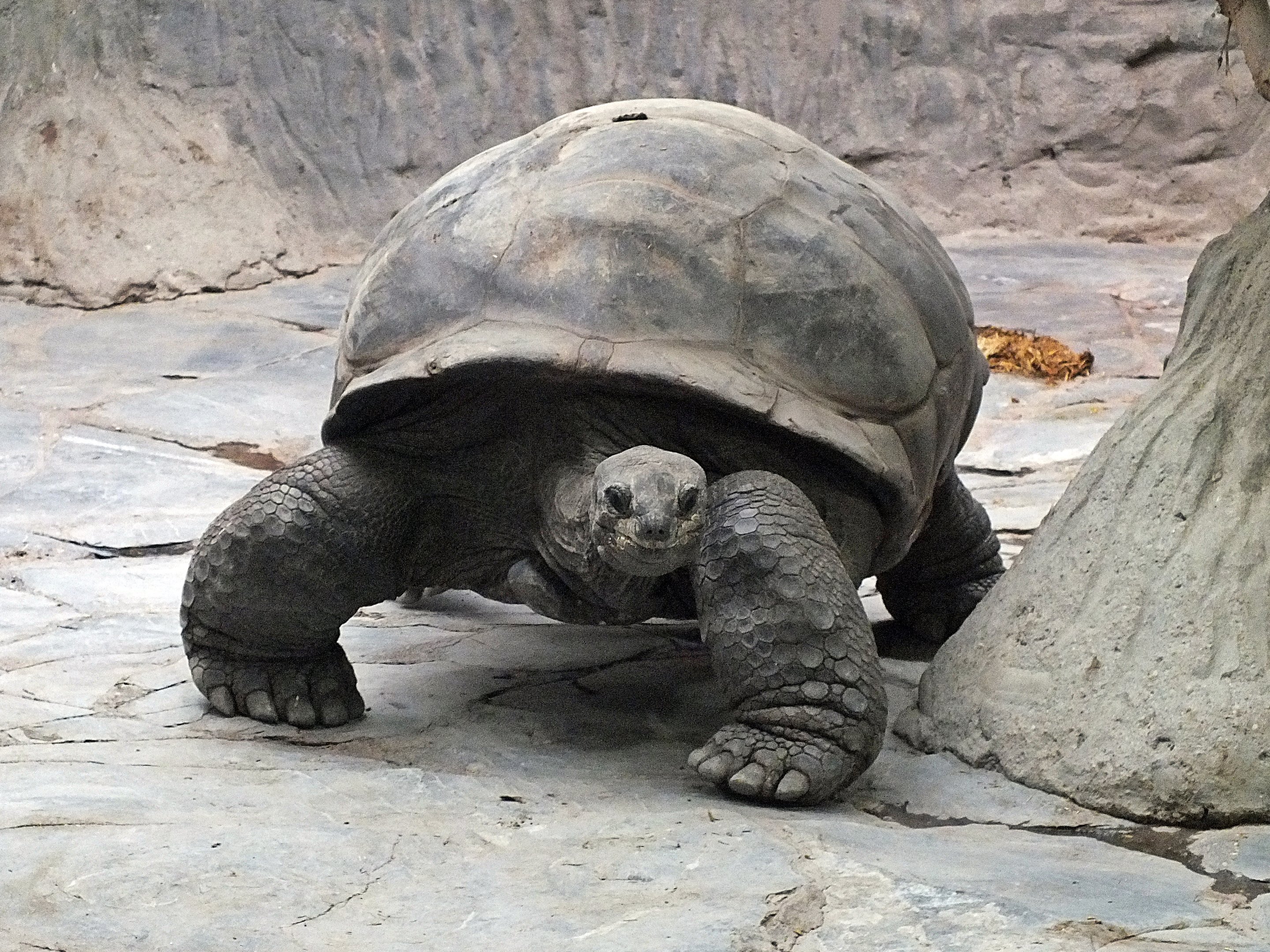 Aldabra giant tortoise