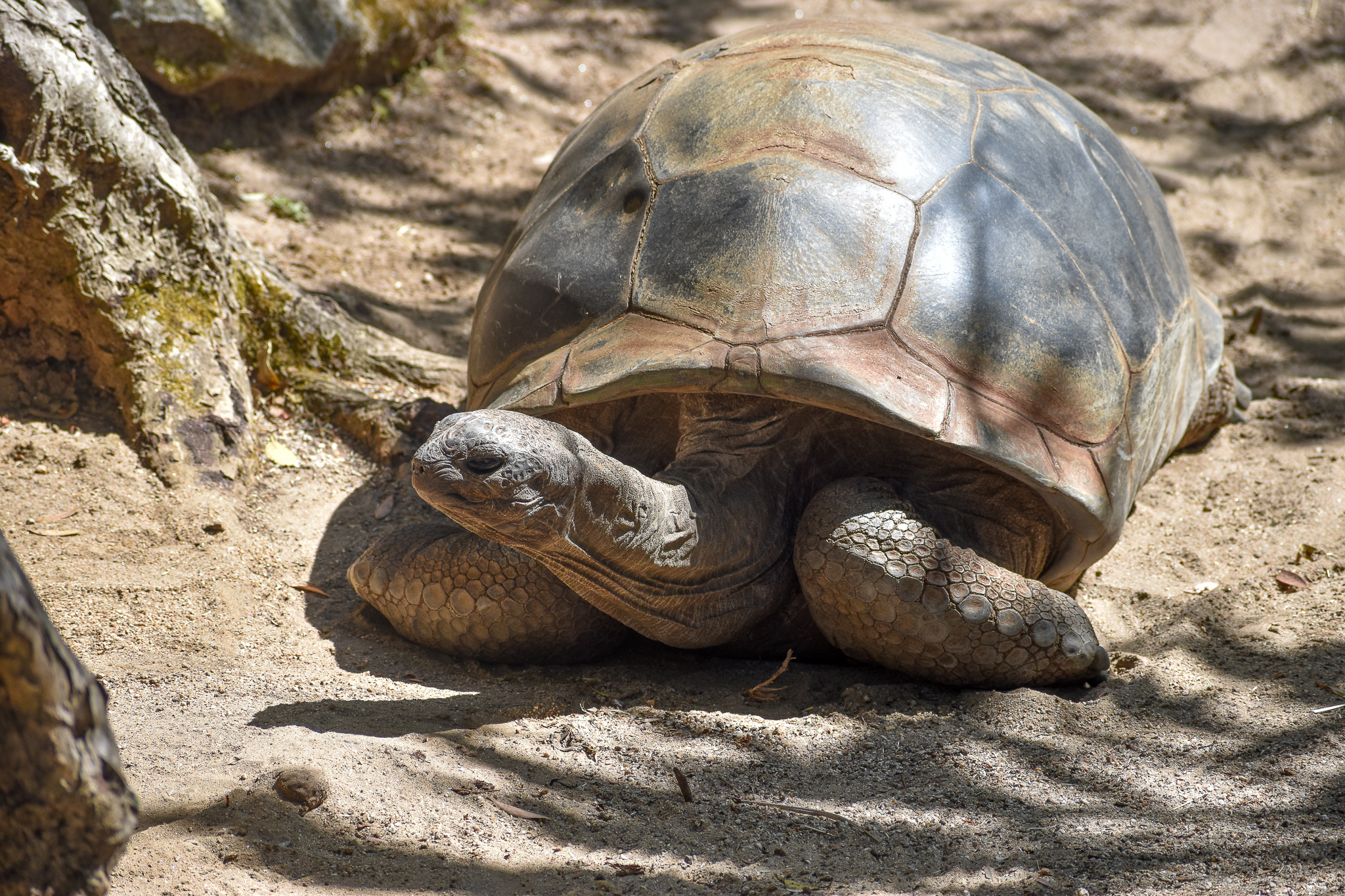 Aldabra Giant Tortoise