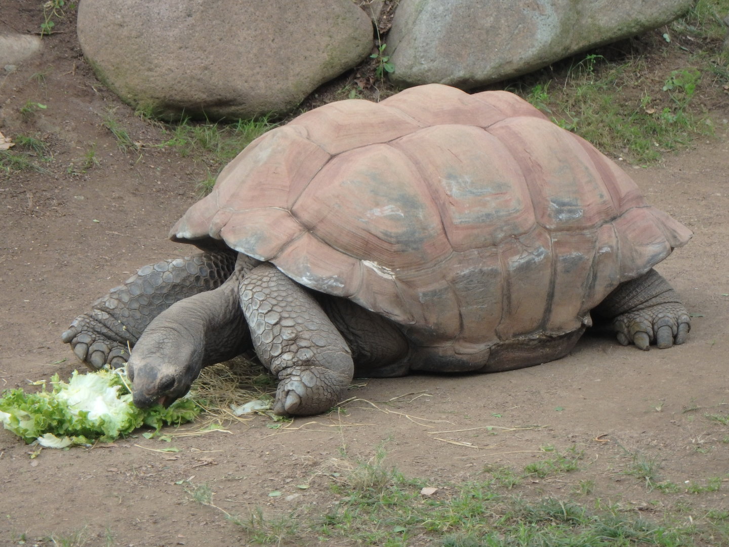 Aldabra giant tortoise