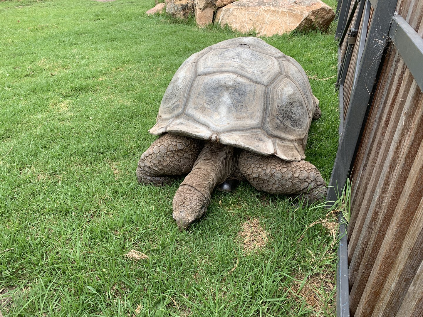 Aldabra Giant Tortoise
