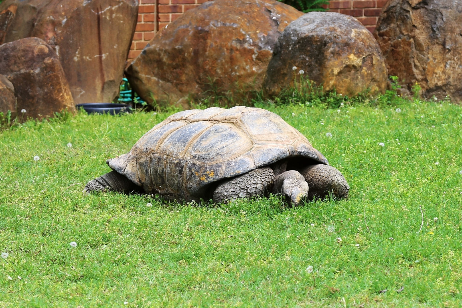 Aldabra Giant Tortoise