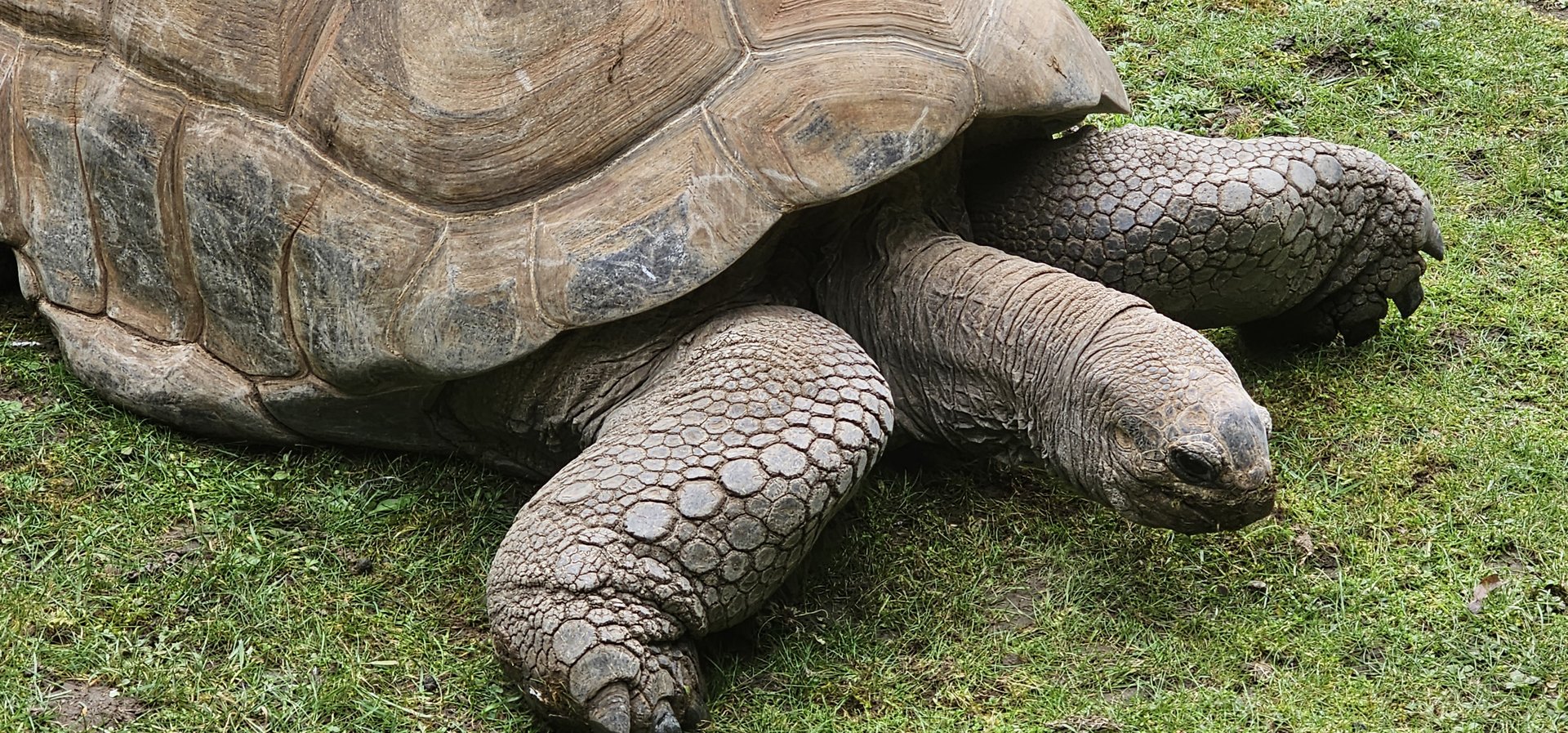 Aldabra giant tortoise