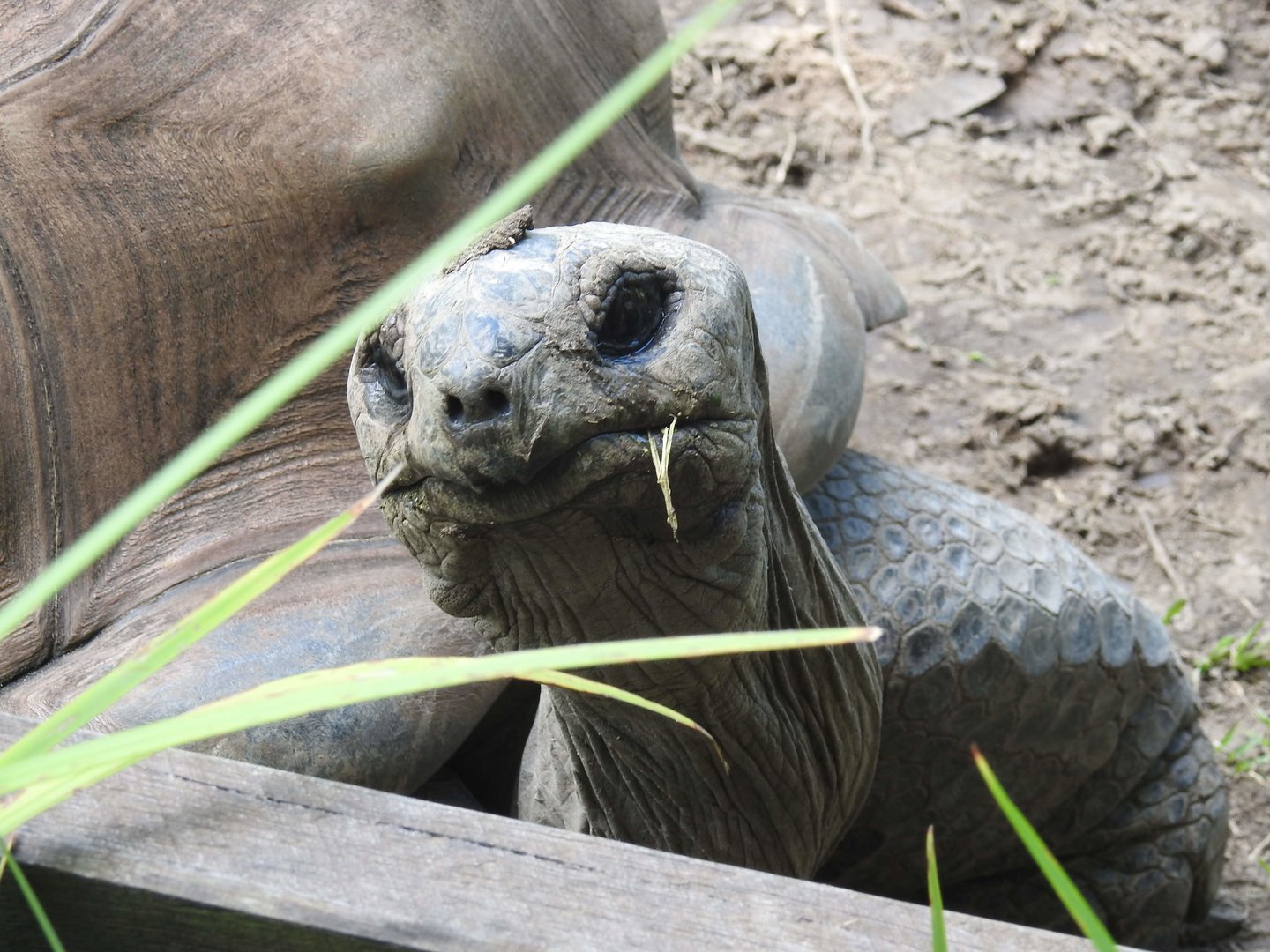 Aldabra Giant-Tortoise