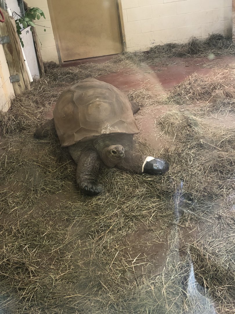 Aldabra Giant Tortoise