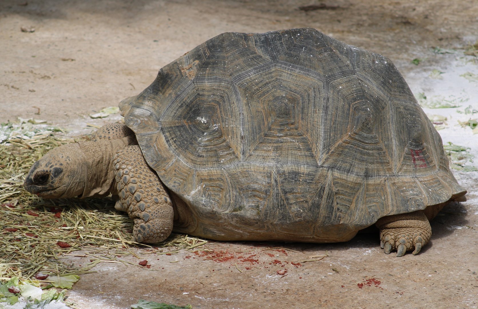 Aldabra giant tortoise