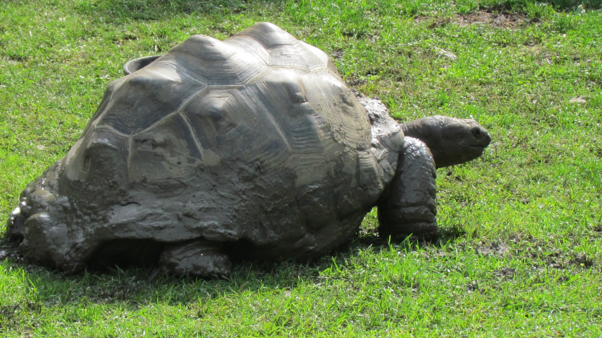 Aldabra Giant Tortoise