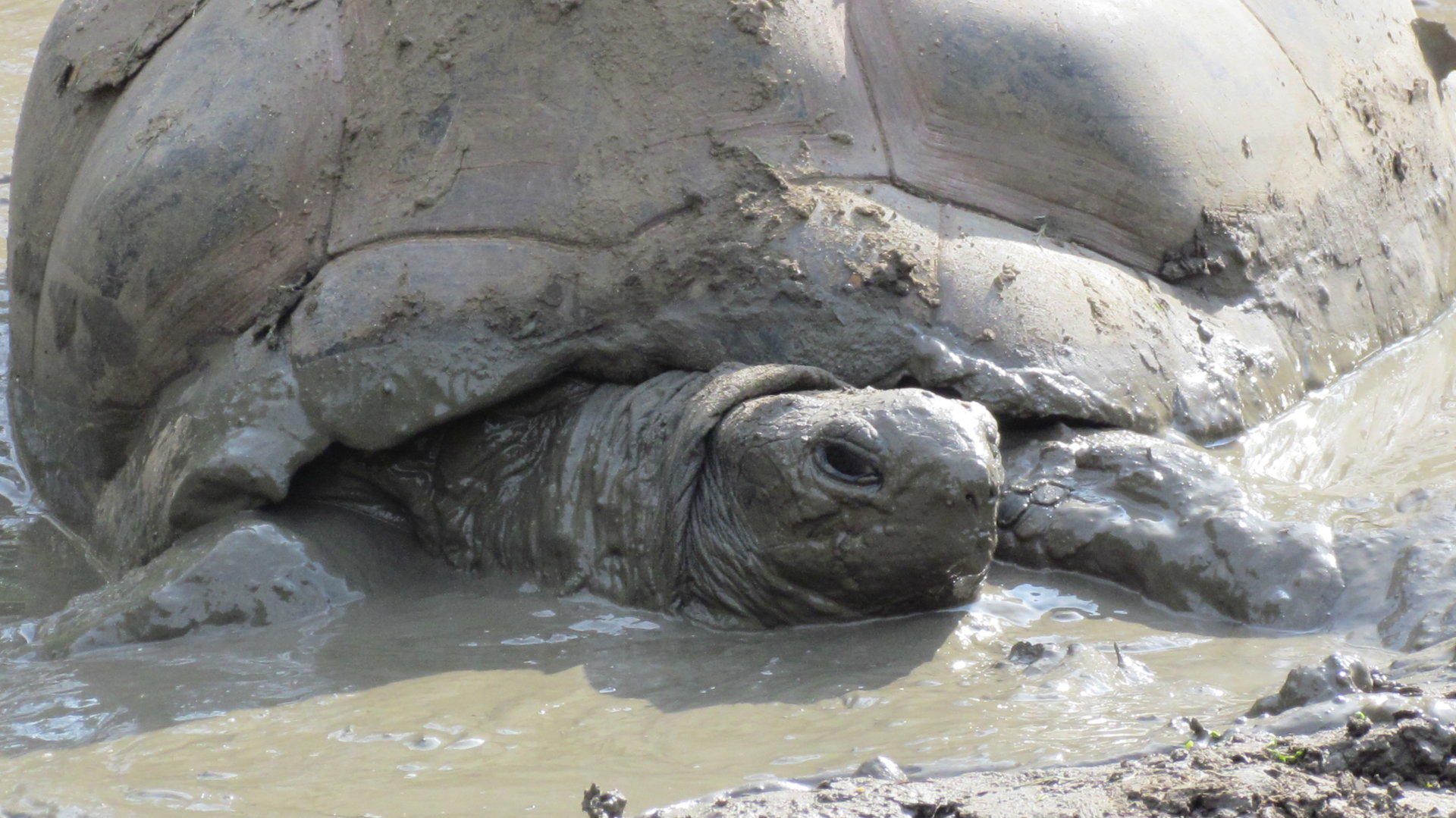 Aldabra Giant Tortoise