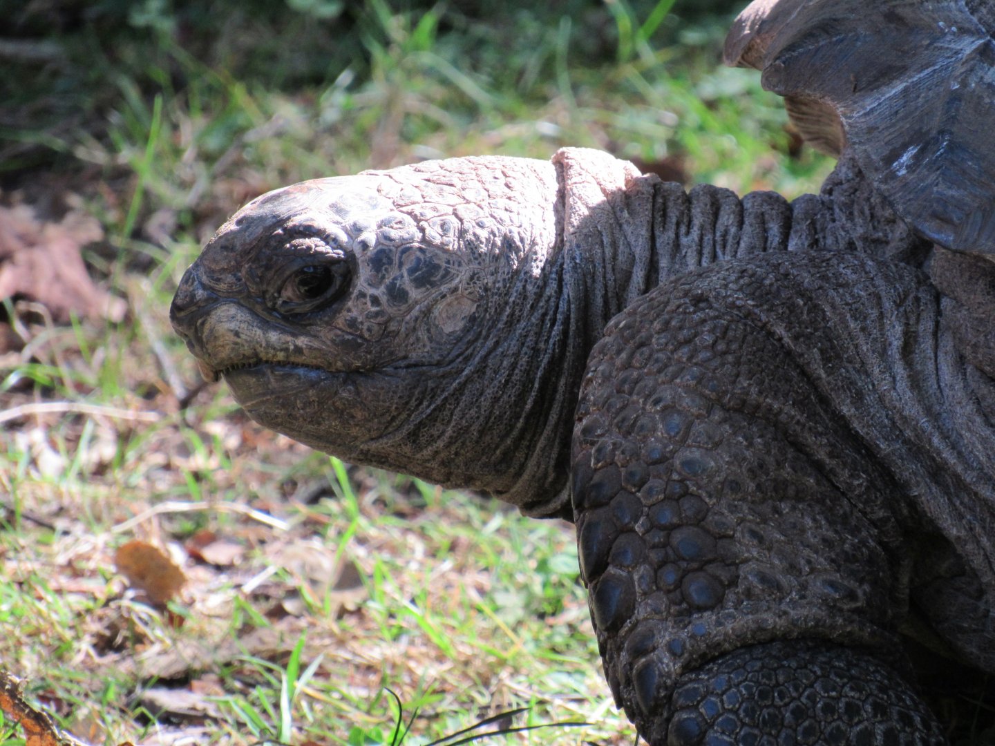 Aldabra giant tortoise
