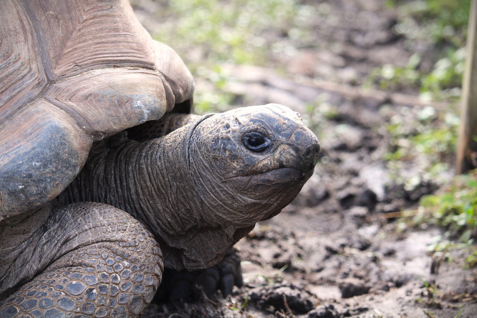 Aldabra Giant Tortoise