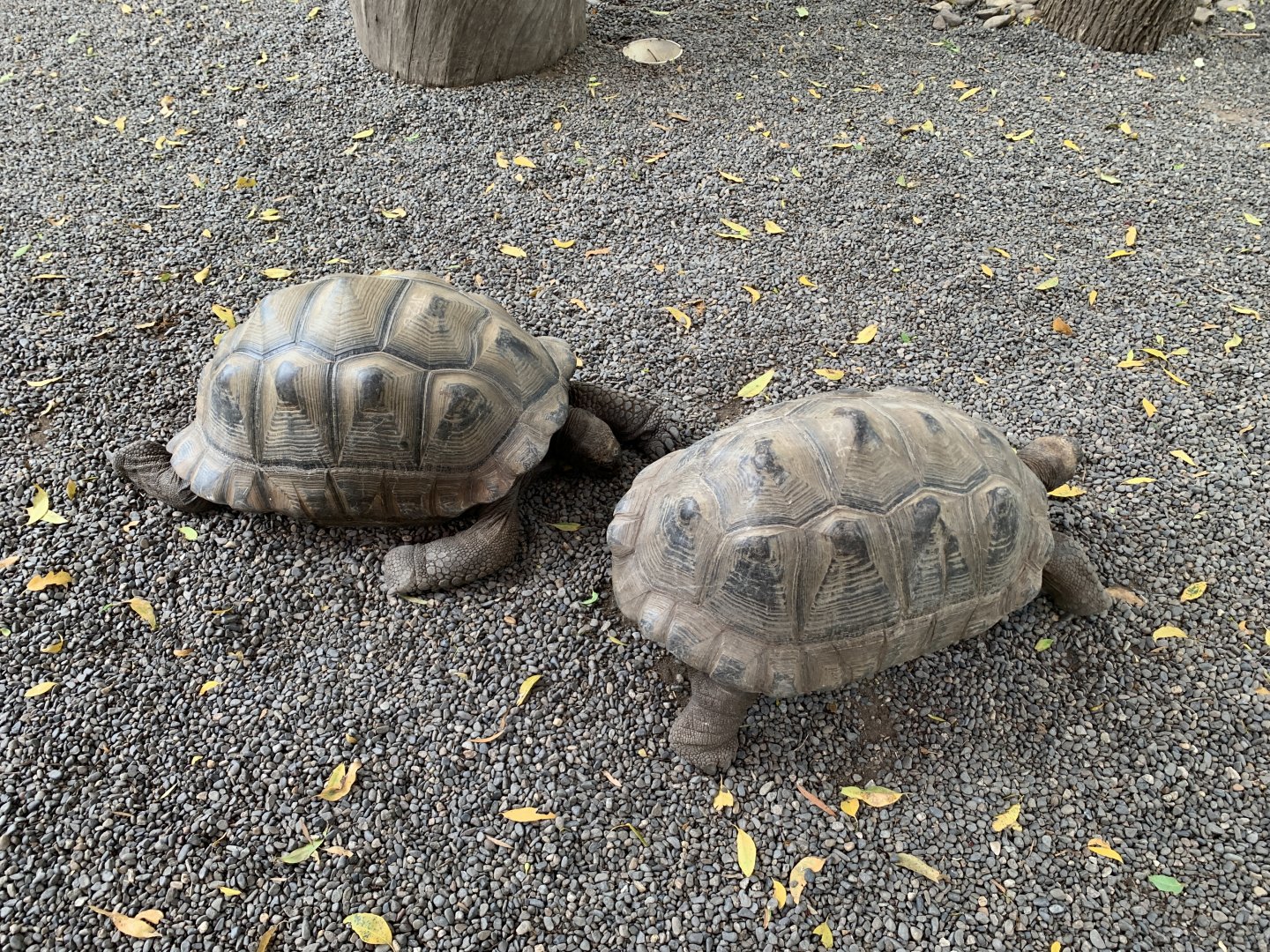 Aldabra Giant Tortoise