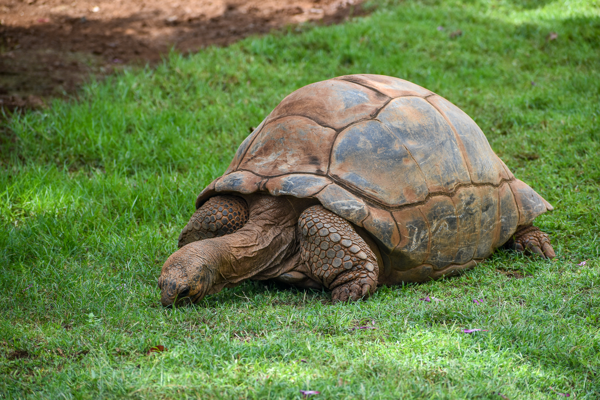 Aldabra Giant Tortoise