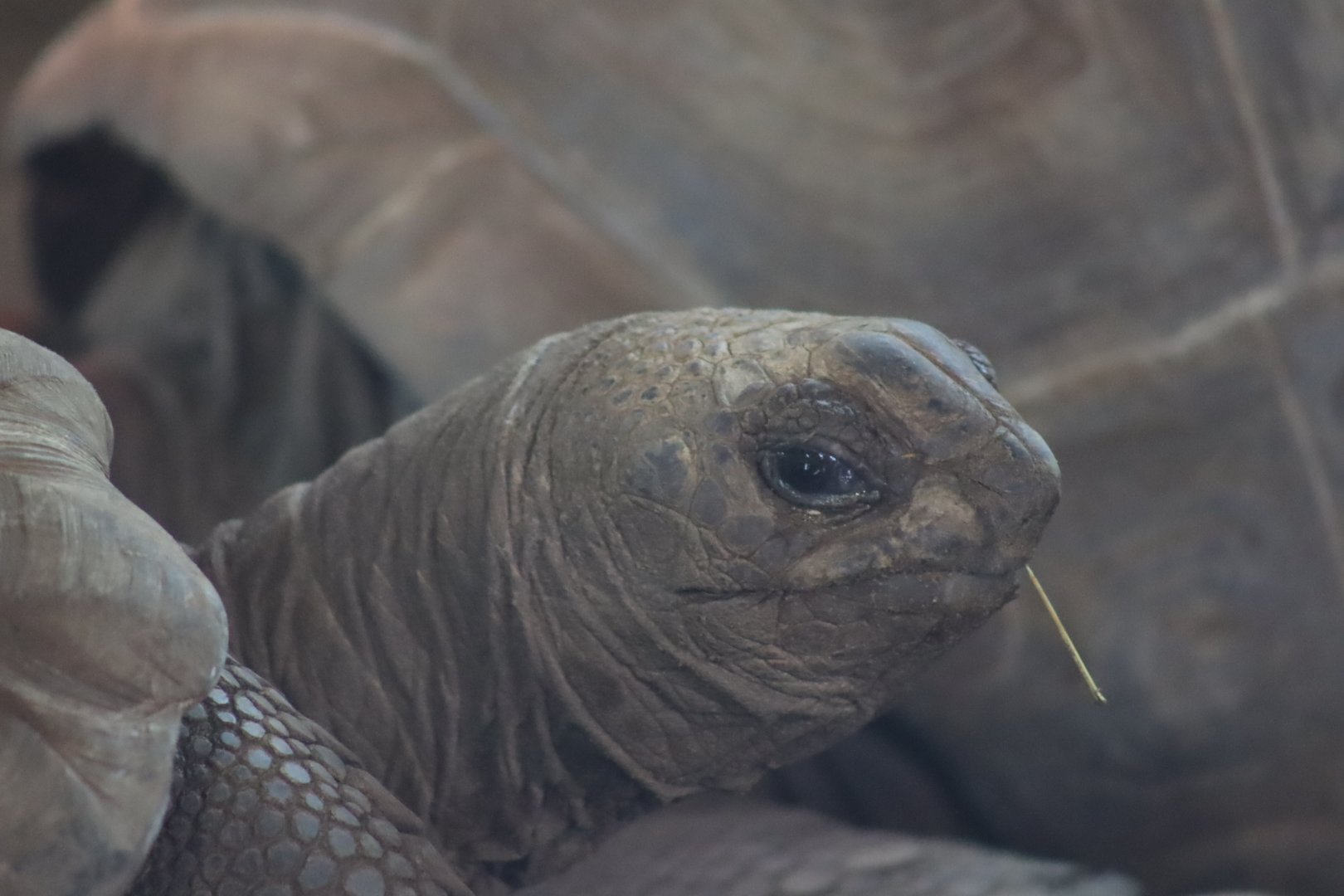 Aldabra Giant Tortoise