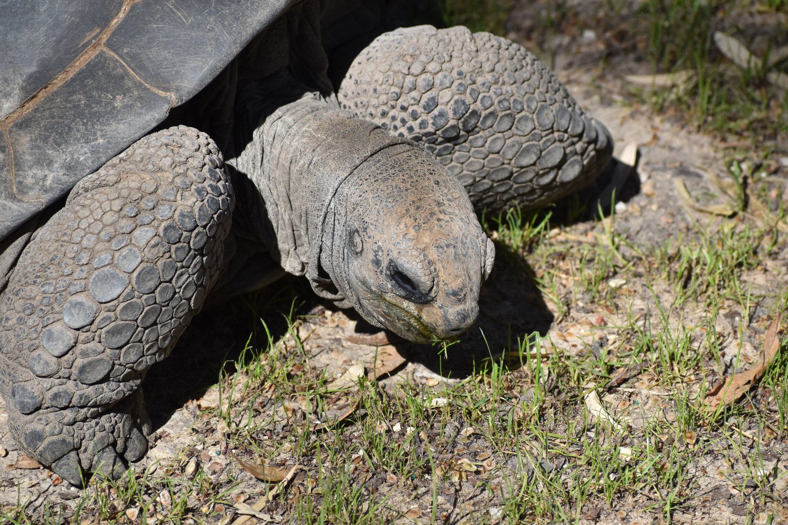 Aldabra Giant Tortoise