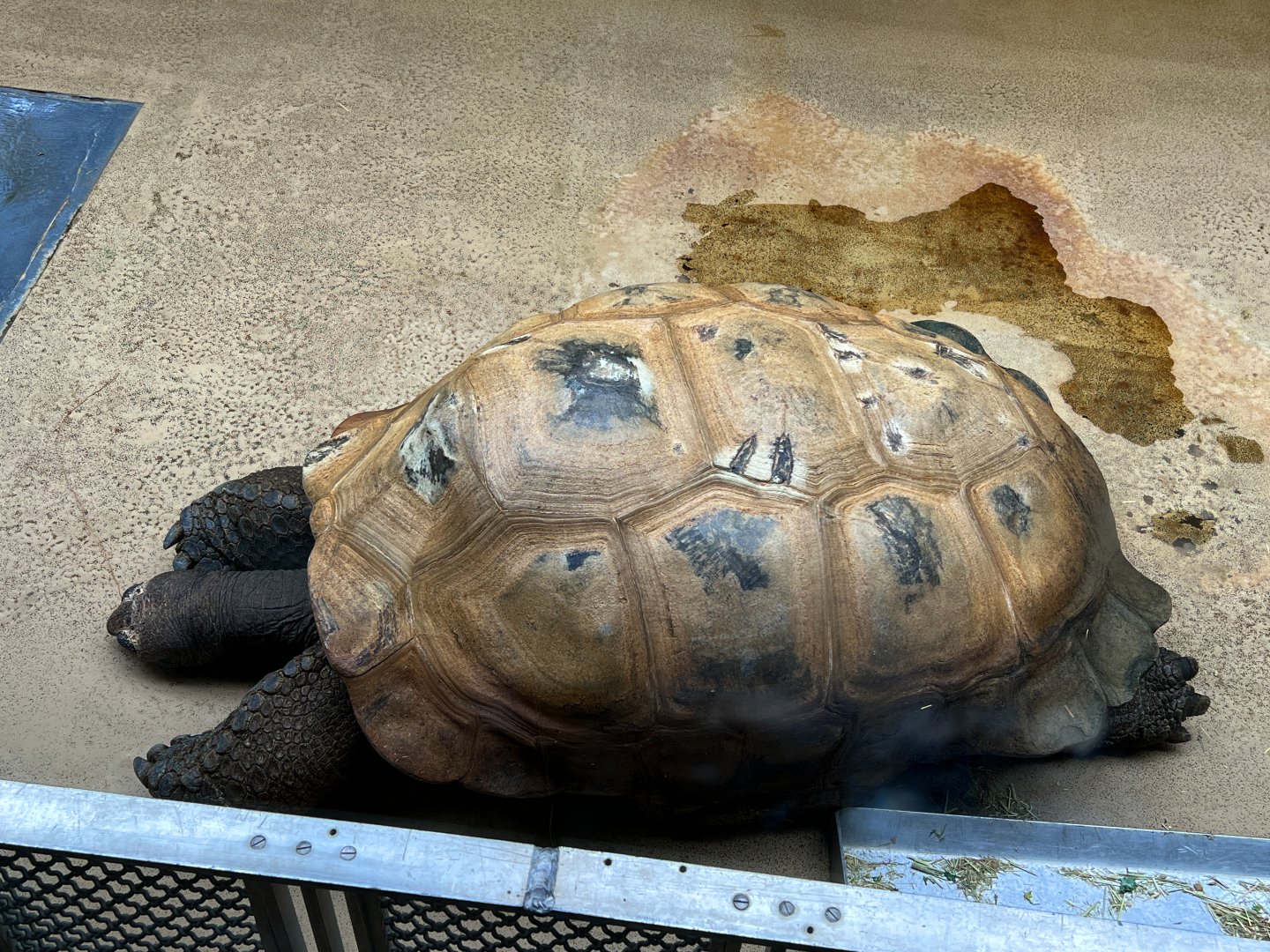 Aldabra Giant Tortoise