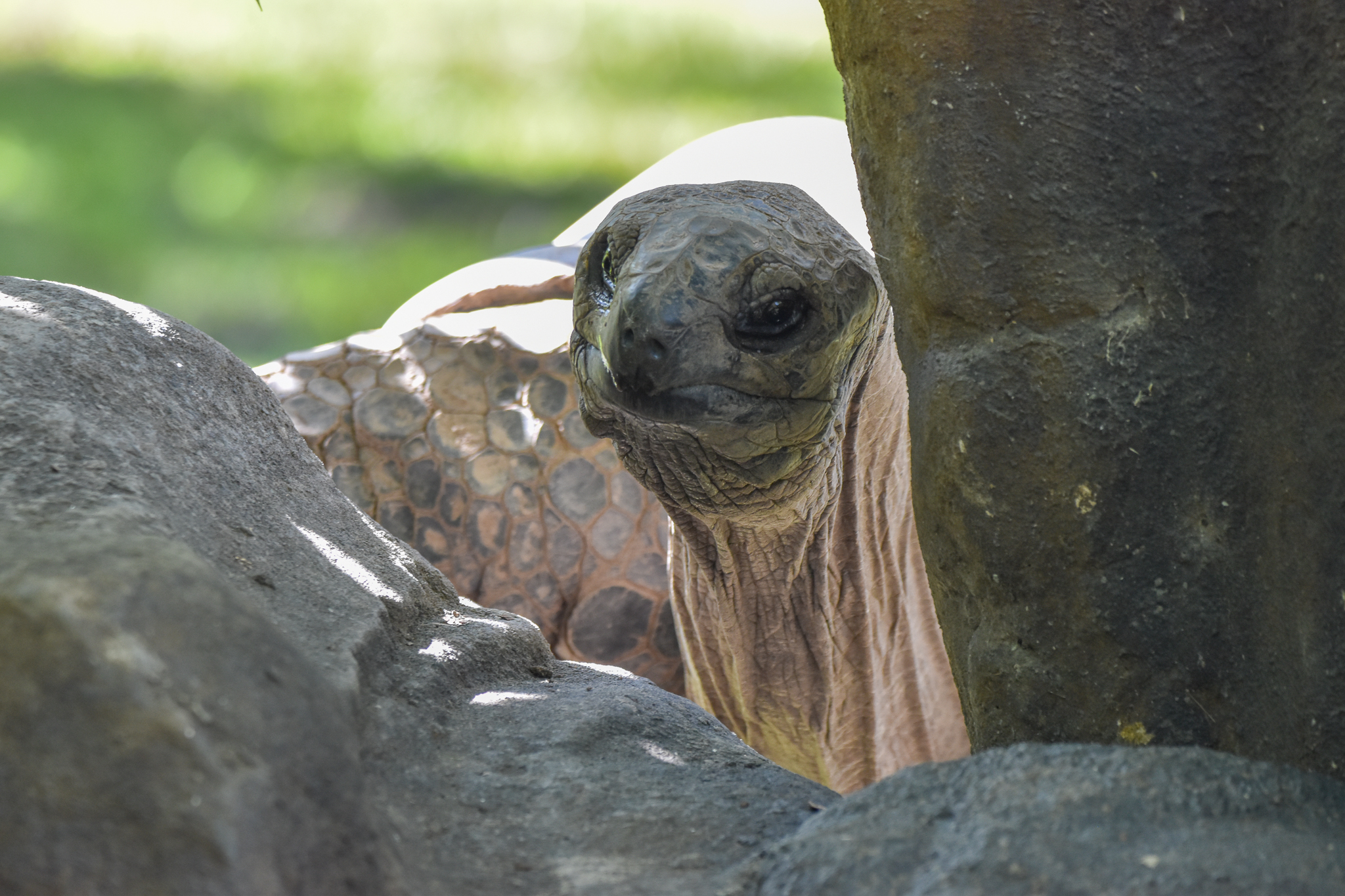 Aldabra Giant Tortoise