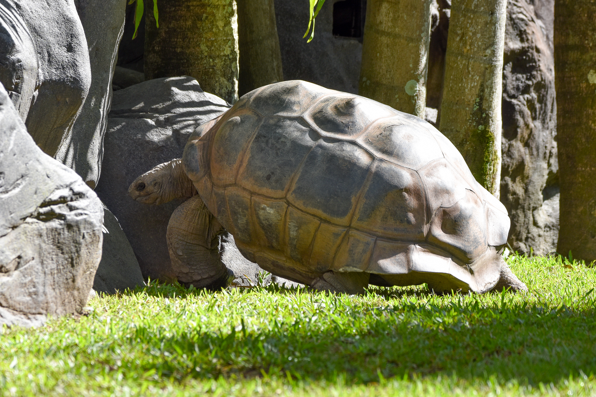 Aldabra Giant Tortoise