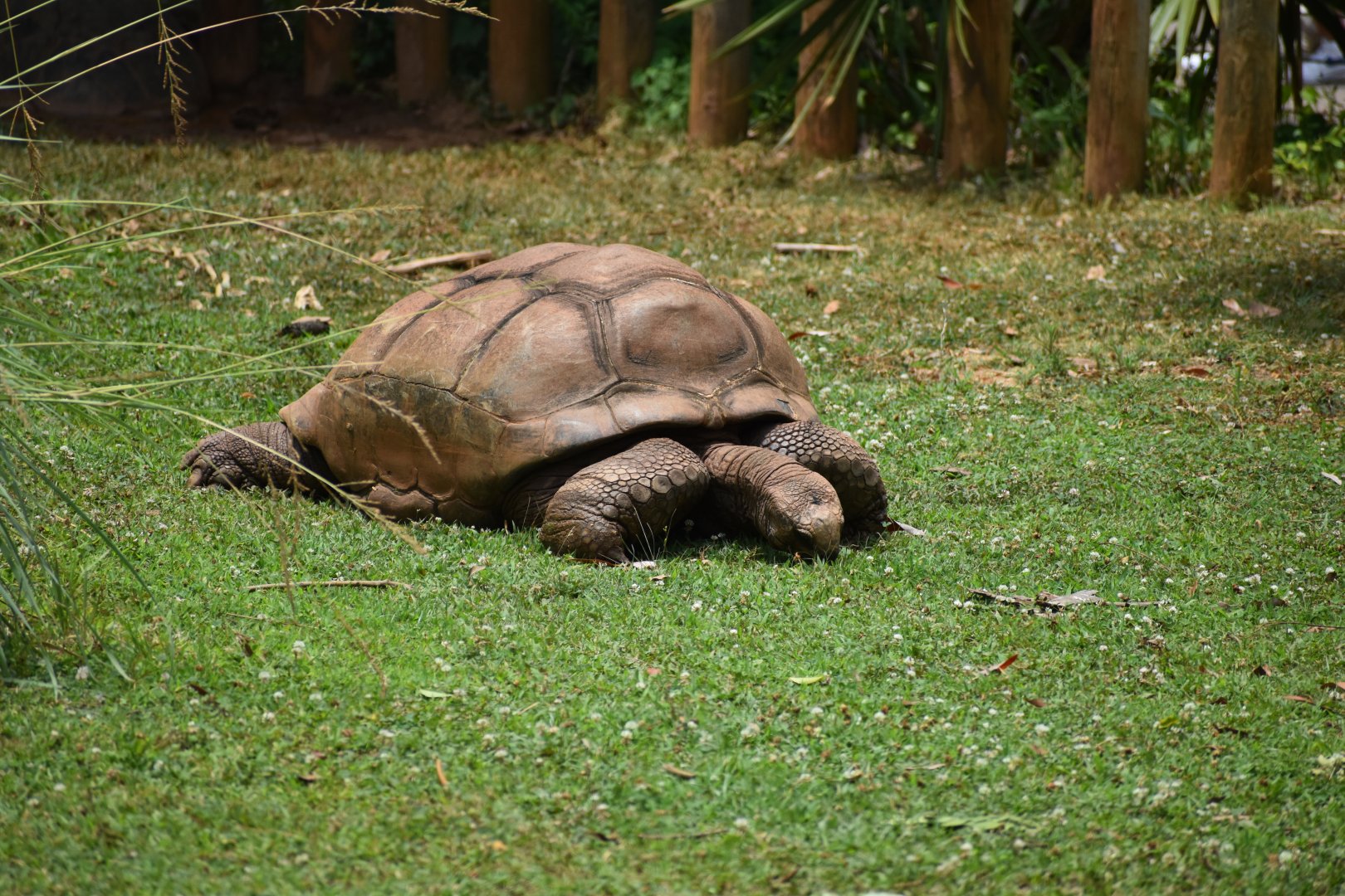 Aldabra Giant Tortoise