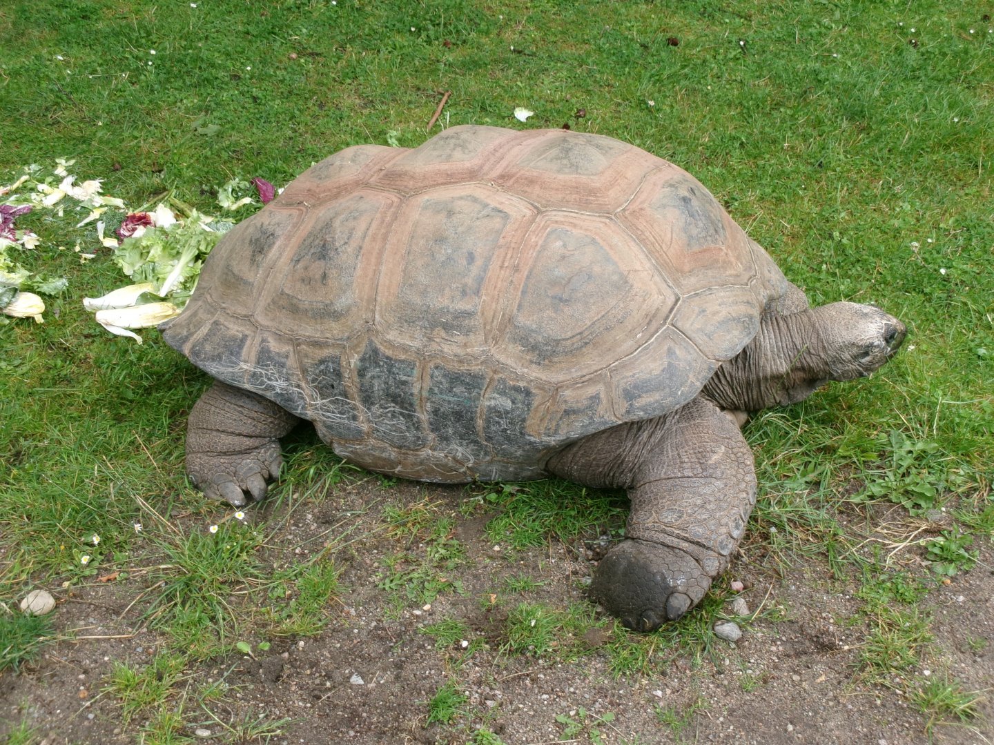 Aldabra giant tortoise