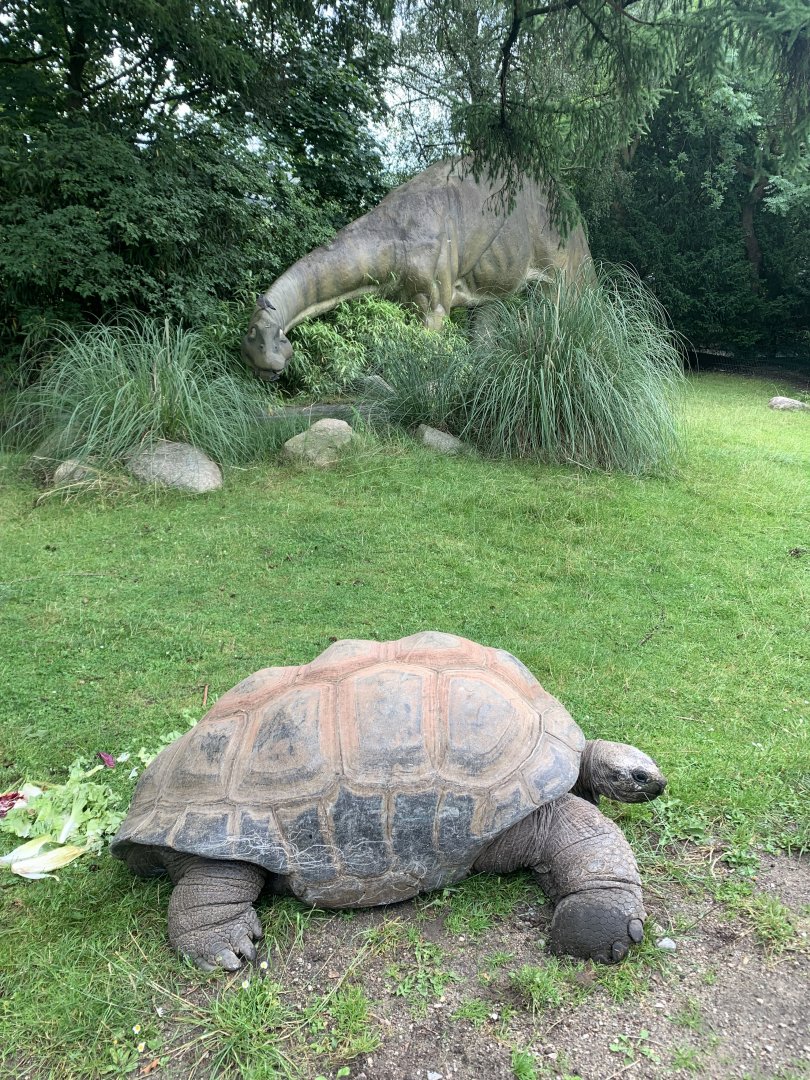 Aldabra giant tortoise
