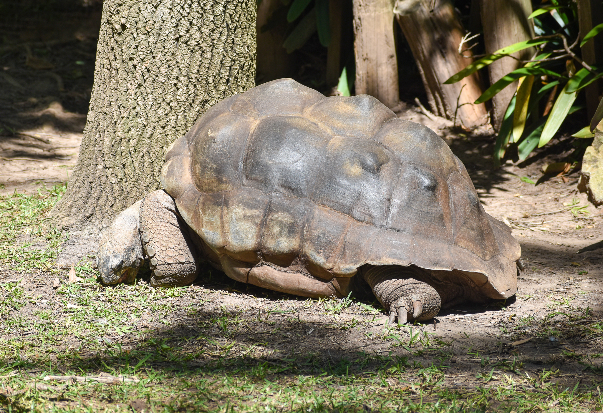 Aldabra Giant Tortoise