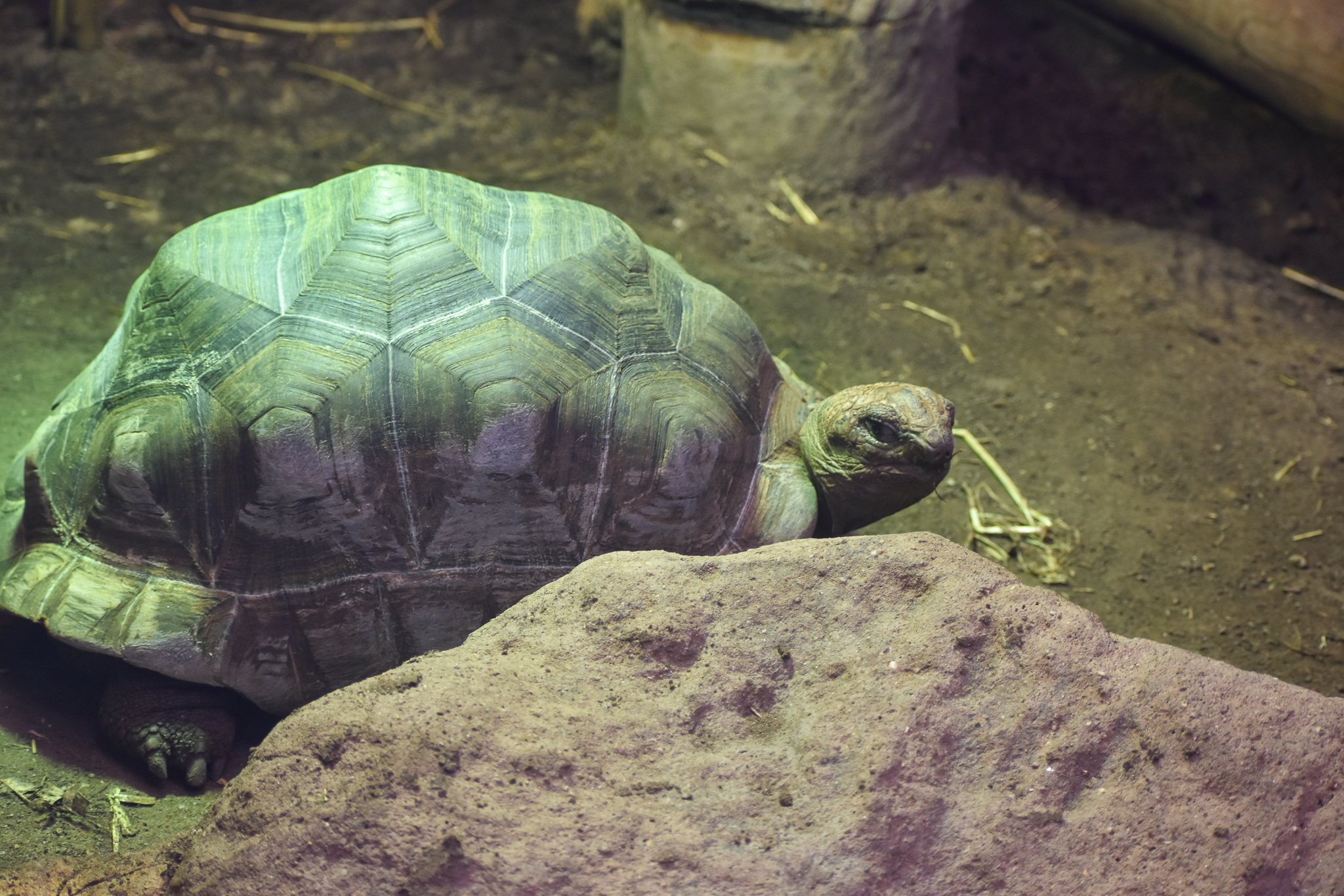 Aldabra Giant Tortoise