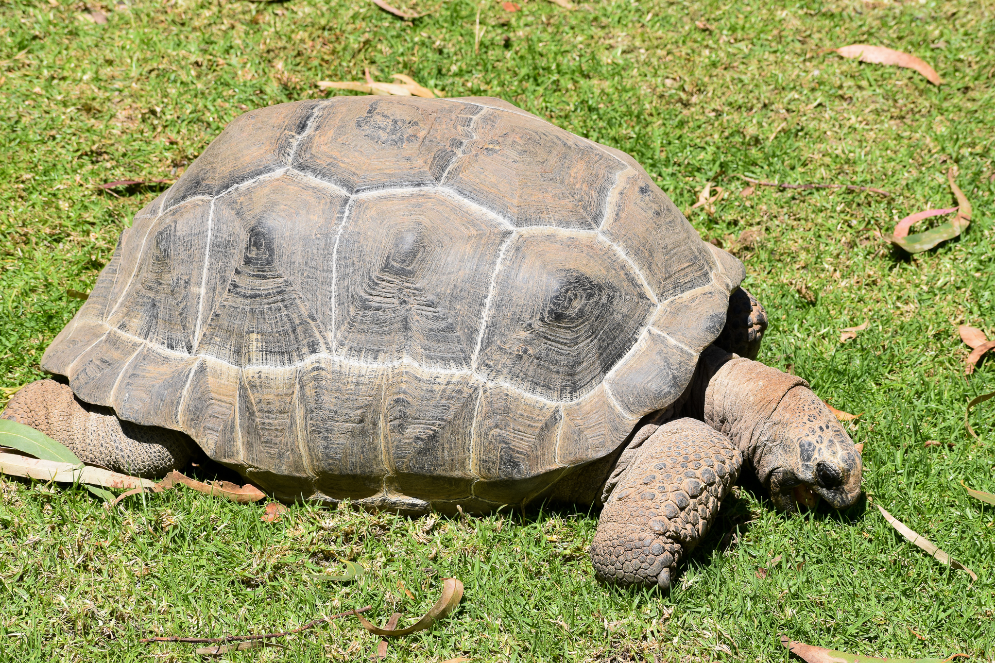 Aldabra Giant Tortoise