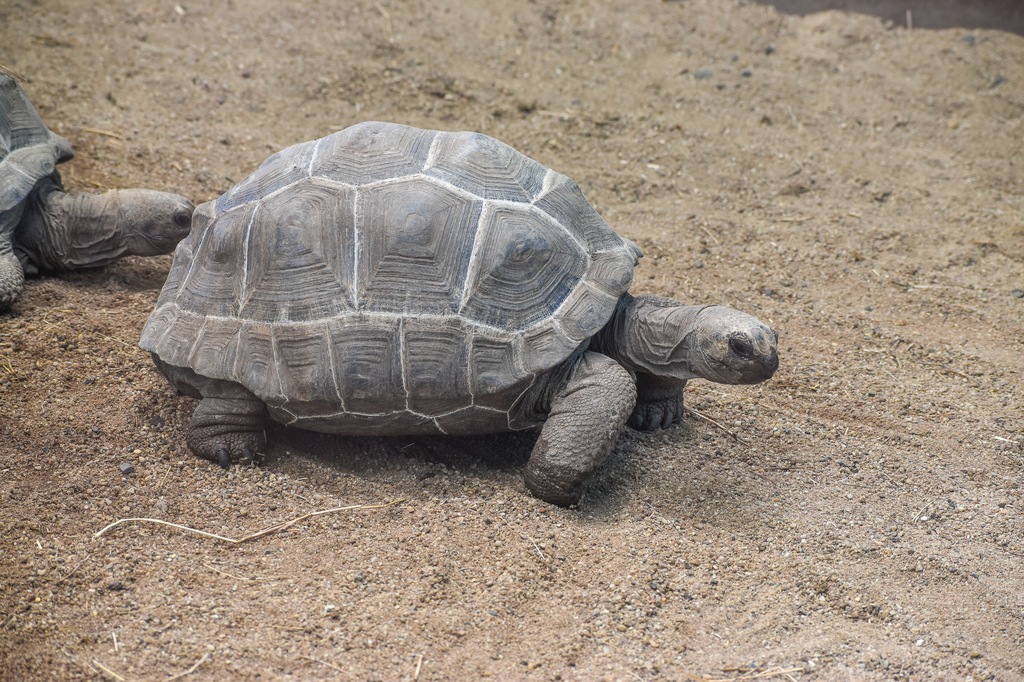 Aldabra Giant Tortoise