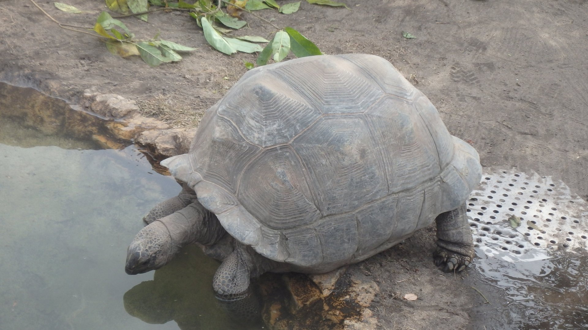 Aldabra Giant Tortoise