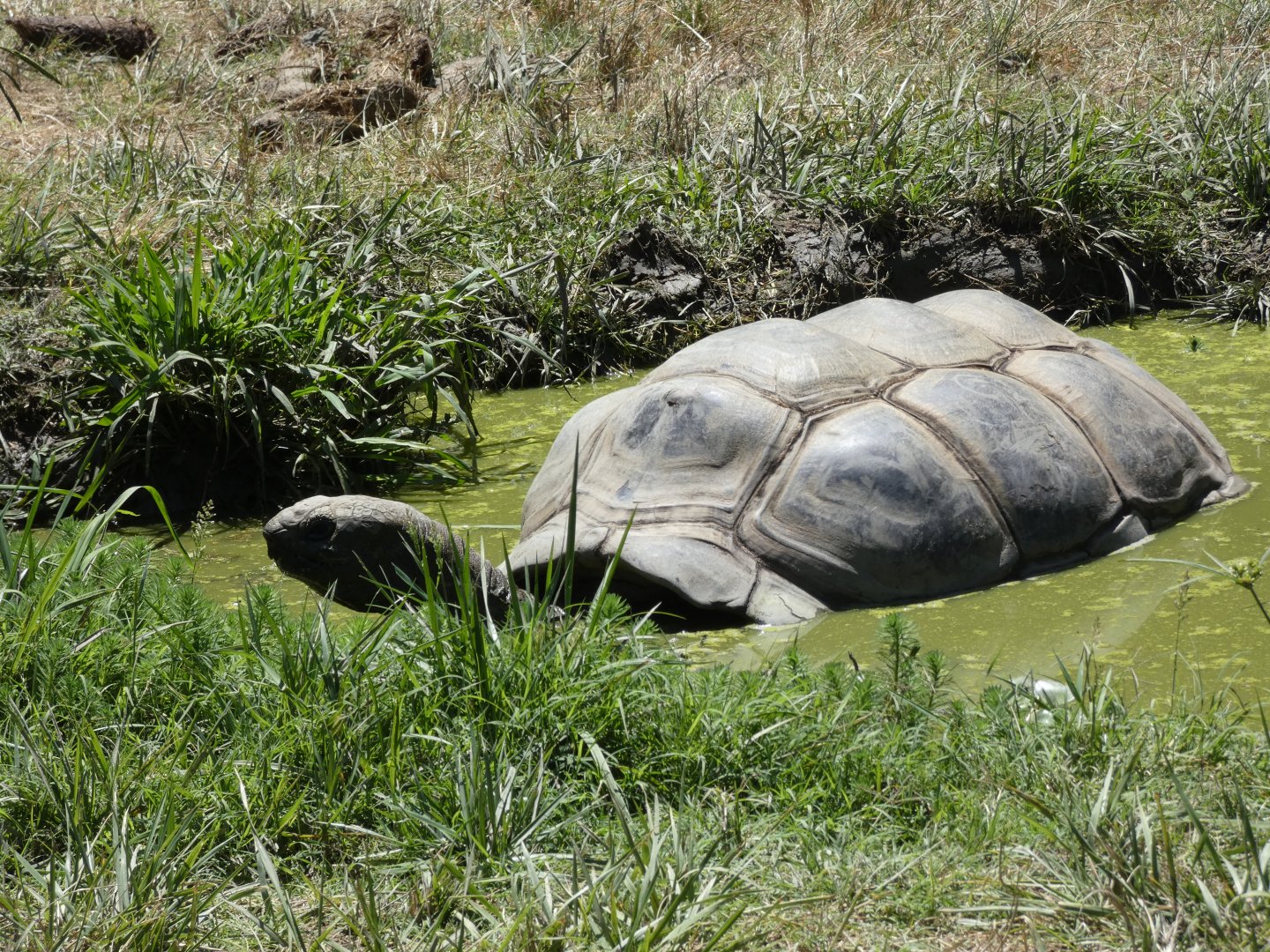 Aldabra Giant tortoise