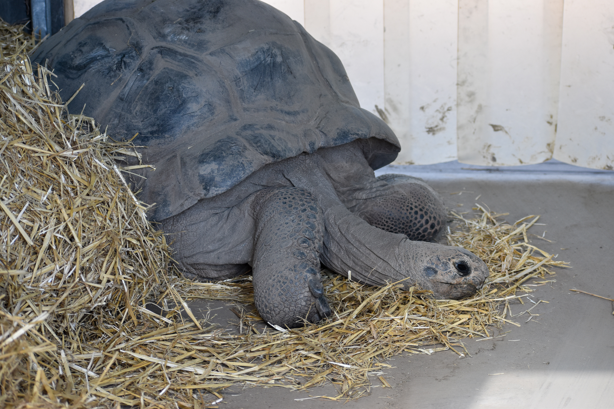 Aldabra Giant Tortoise