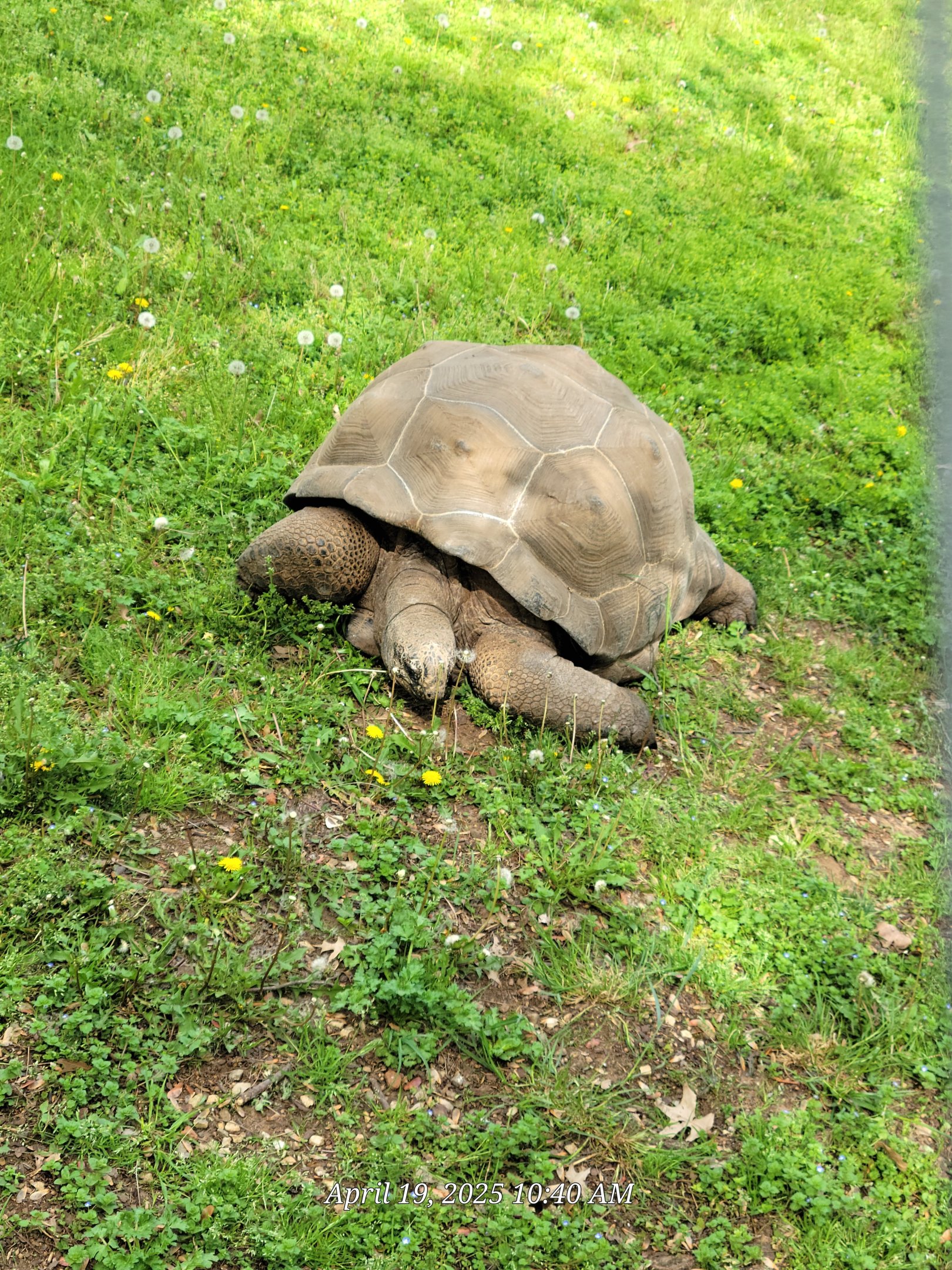 Aldabra Giant Tortoise