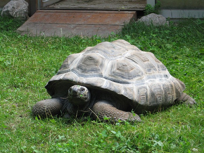 Aldabra Giant Tortoise