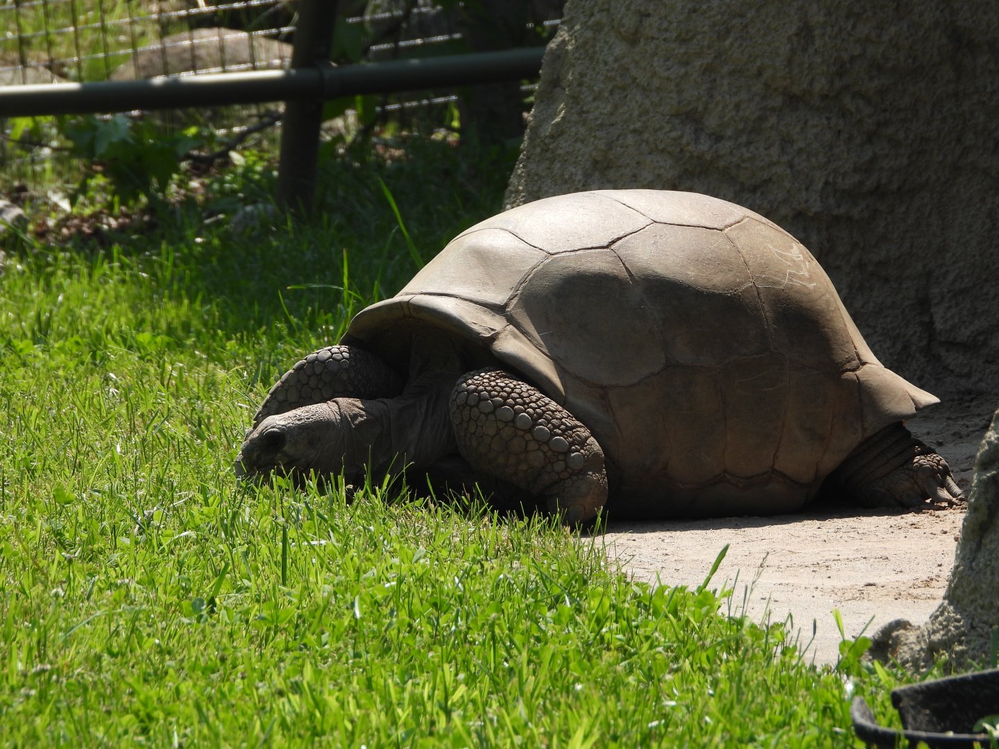 Aldabra giant tortoise