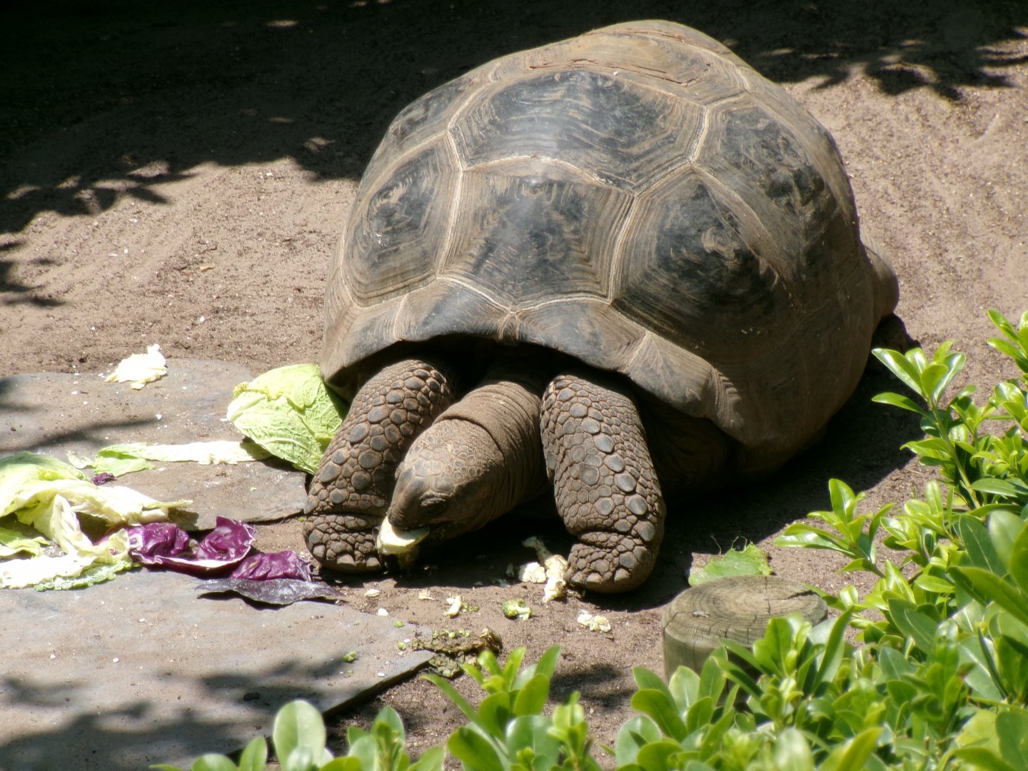 Aldabra giant tortoise
