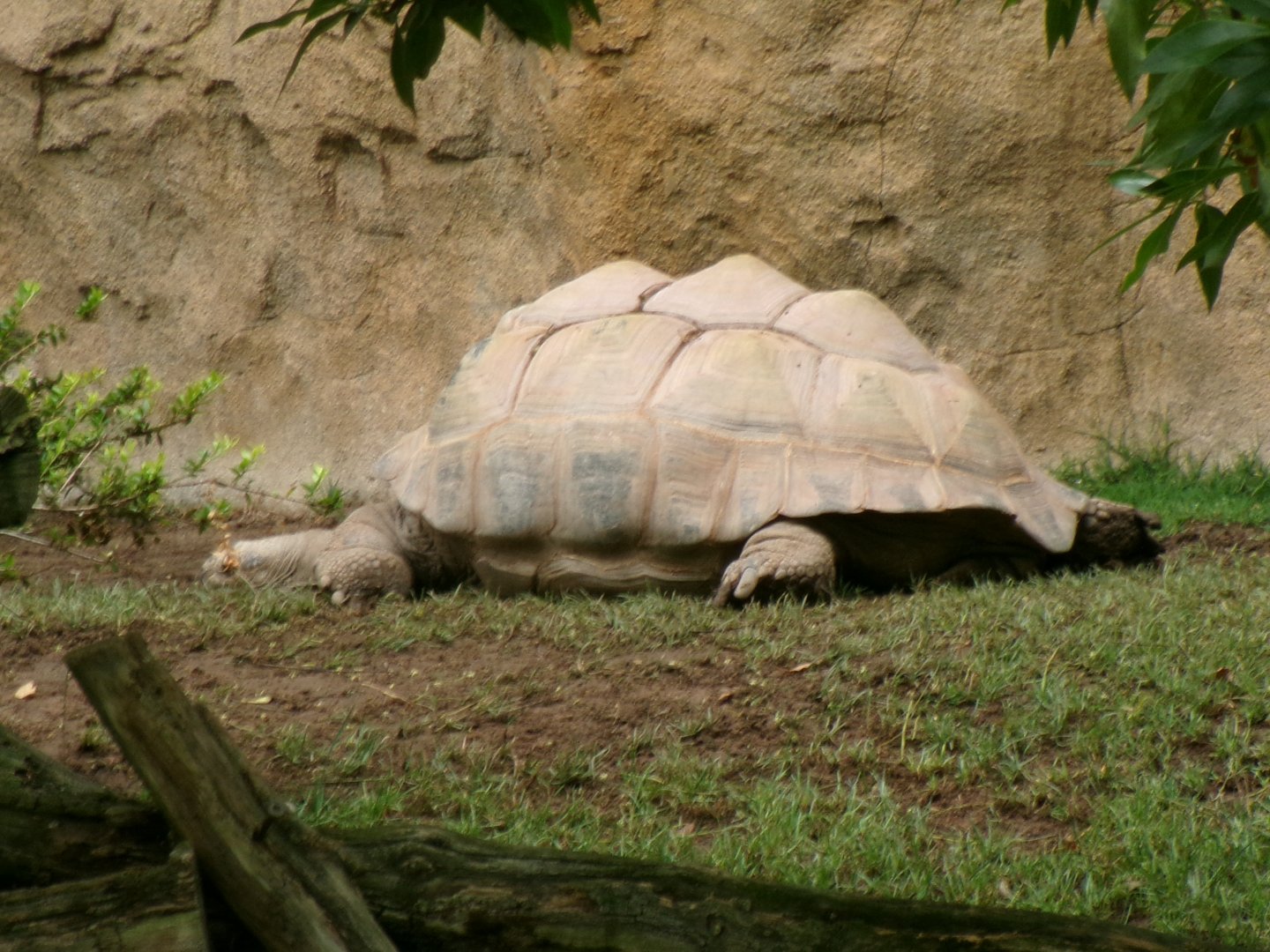 Aldabra giant tortoise