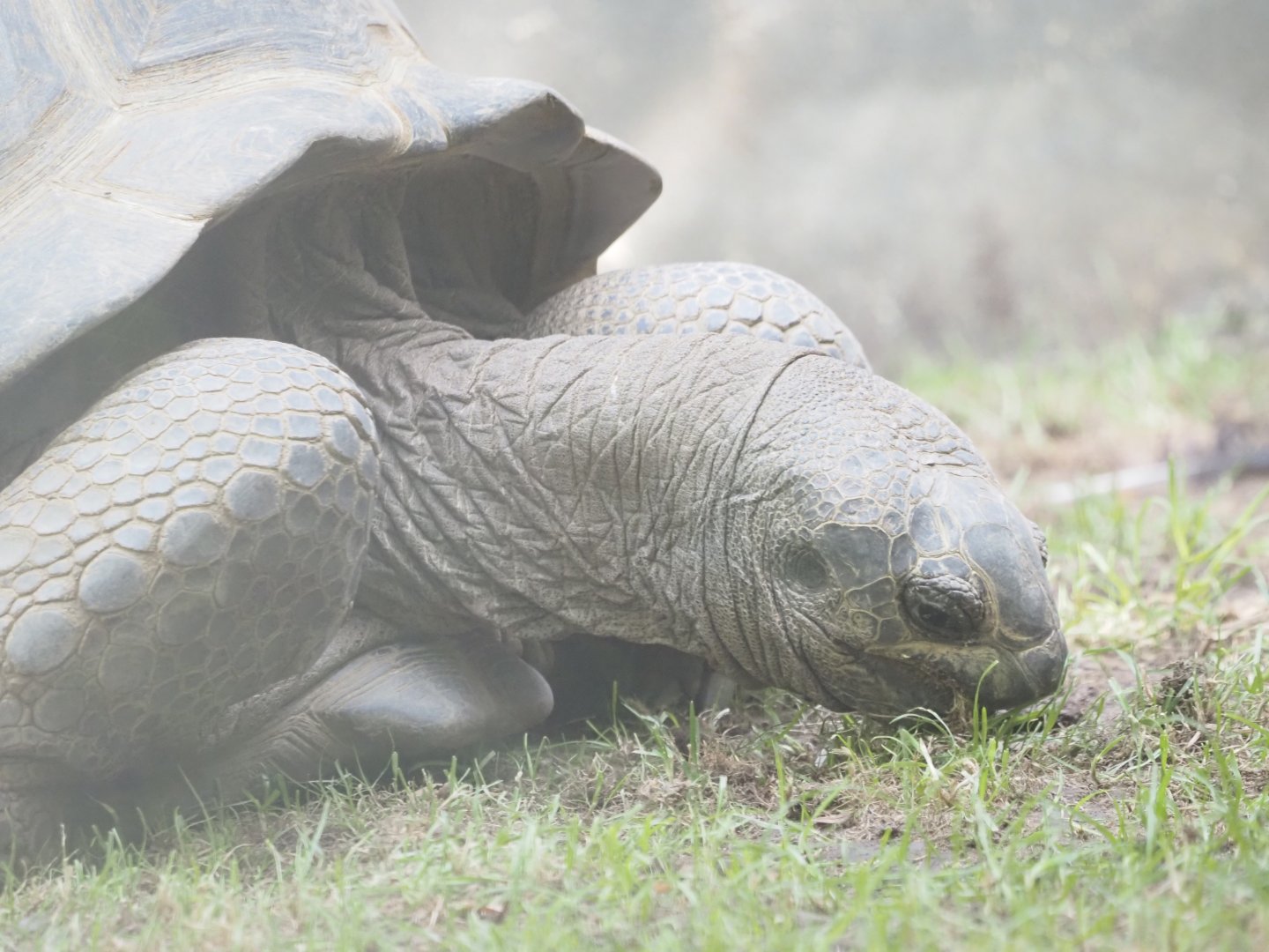 Aldabra Giant Tortoise