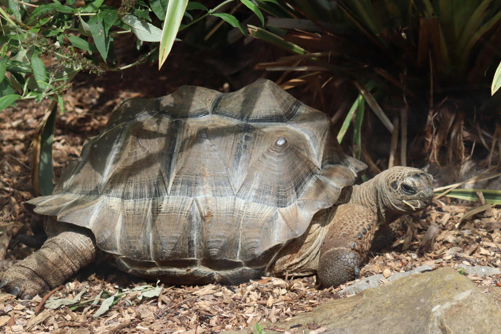 Aldabra Giant Tortoise