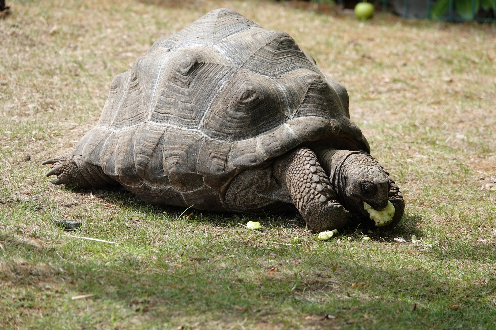 Aldabra giant tortoise
