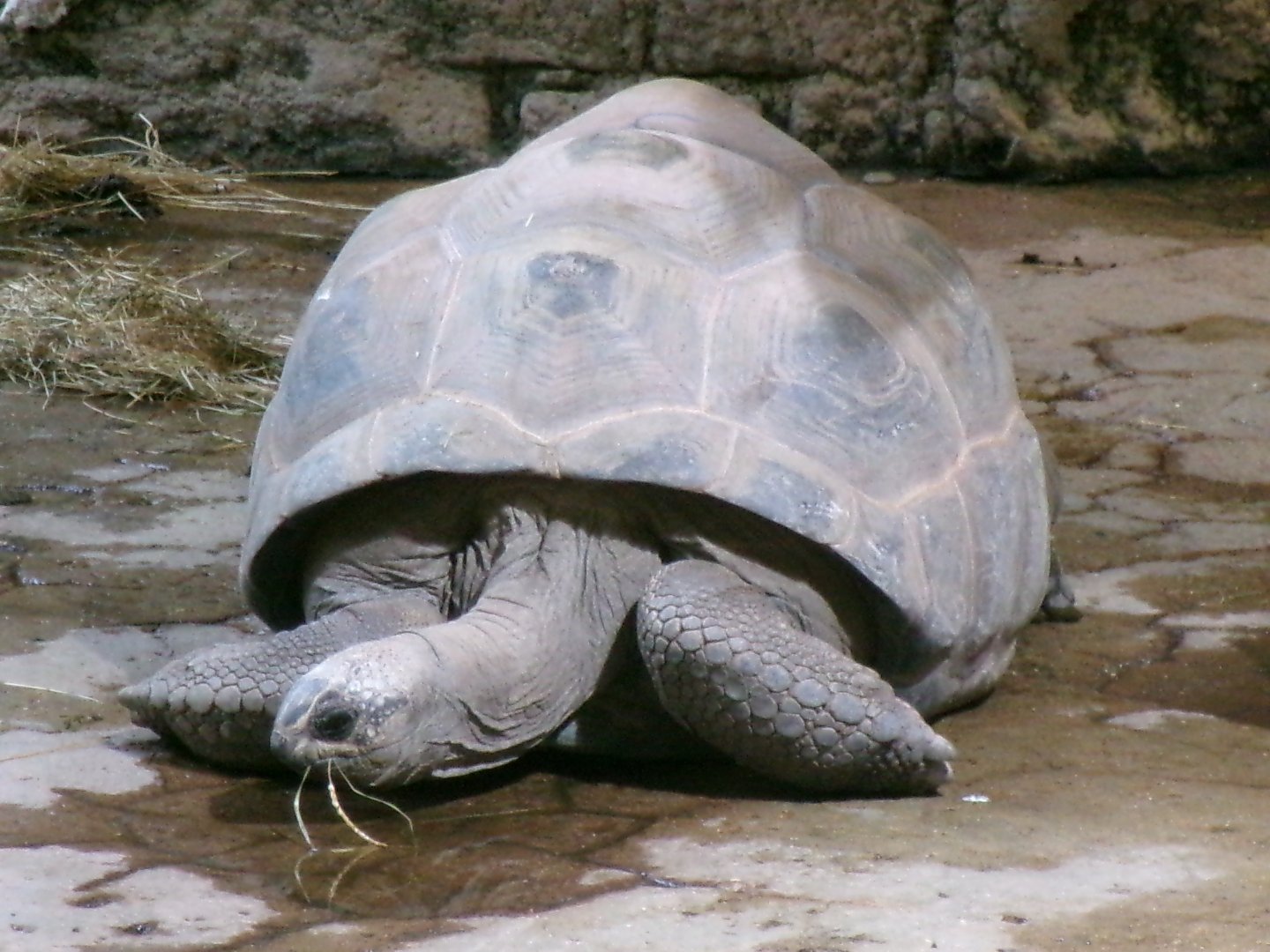 Aldabra giant tortoise
