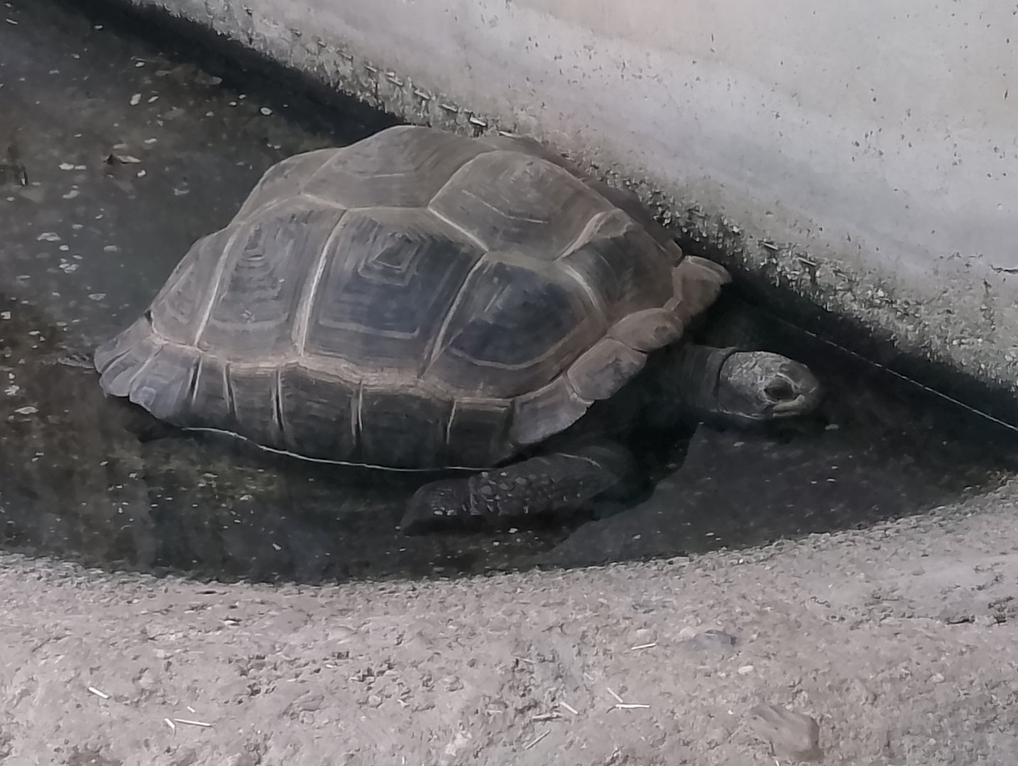 Aldabra giant tortoise